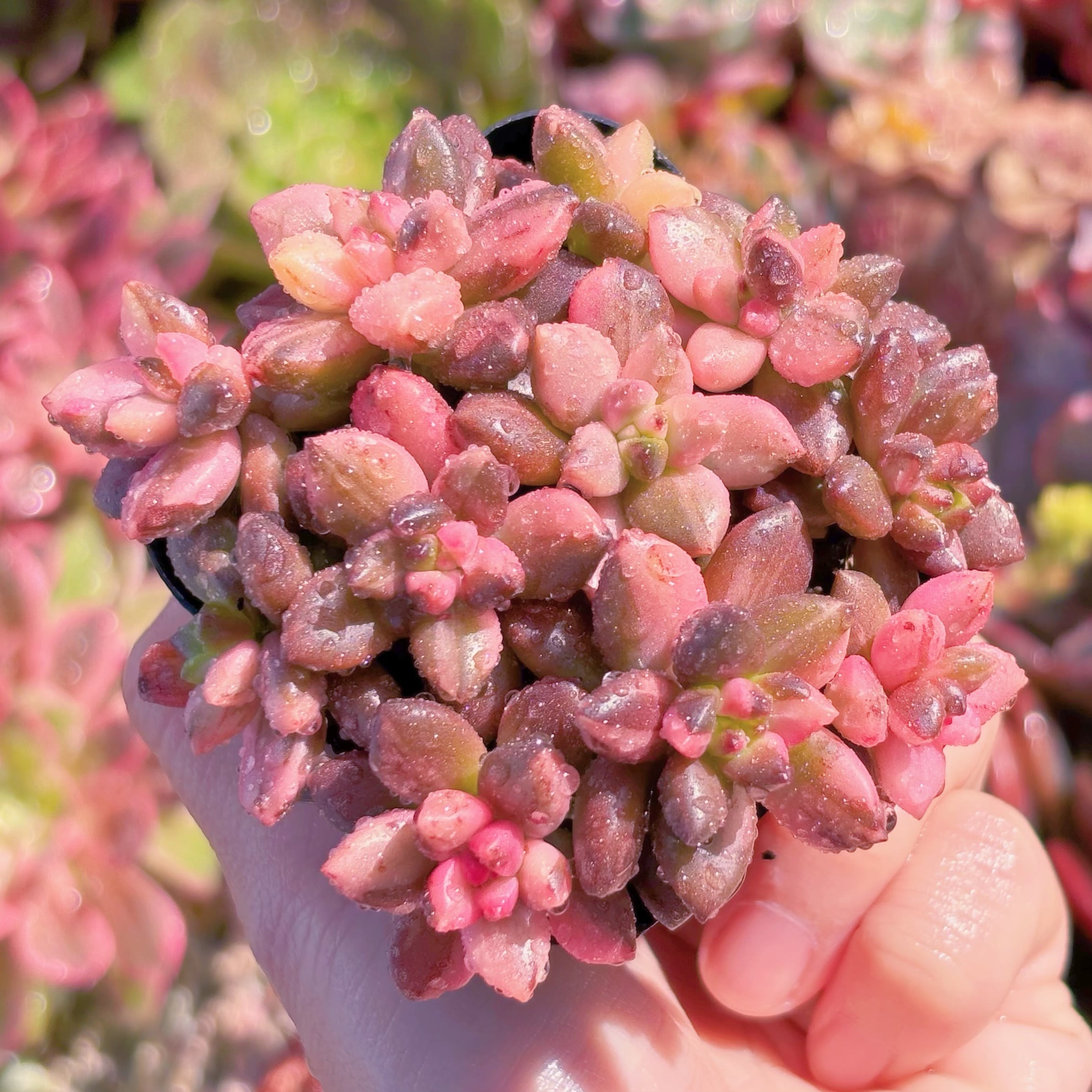 多肉植物 黒美人錦 新入荷 るる農園 | るる農園~多肉植物専門