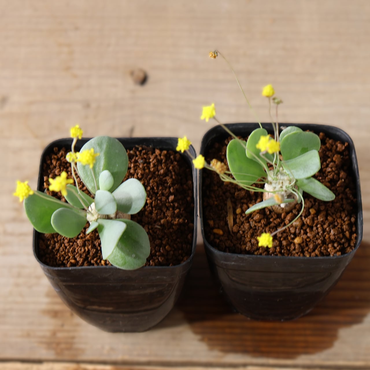 506『オトンナ ピグマエア』観葉植物【送料無料】 | MARX PLANTS