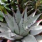 アガベ パリー ネオメキシカーナ agave prryi ssp.neomexicana 2