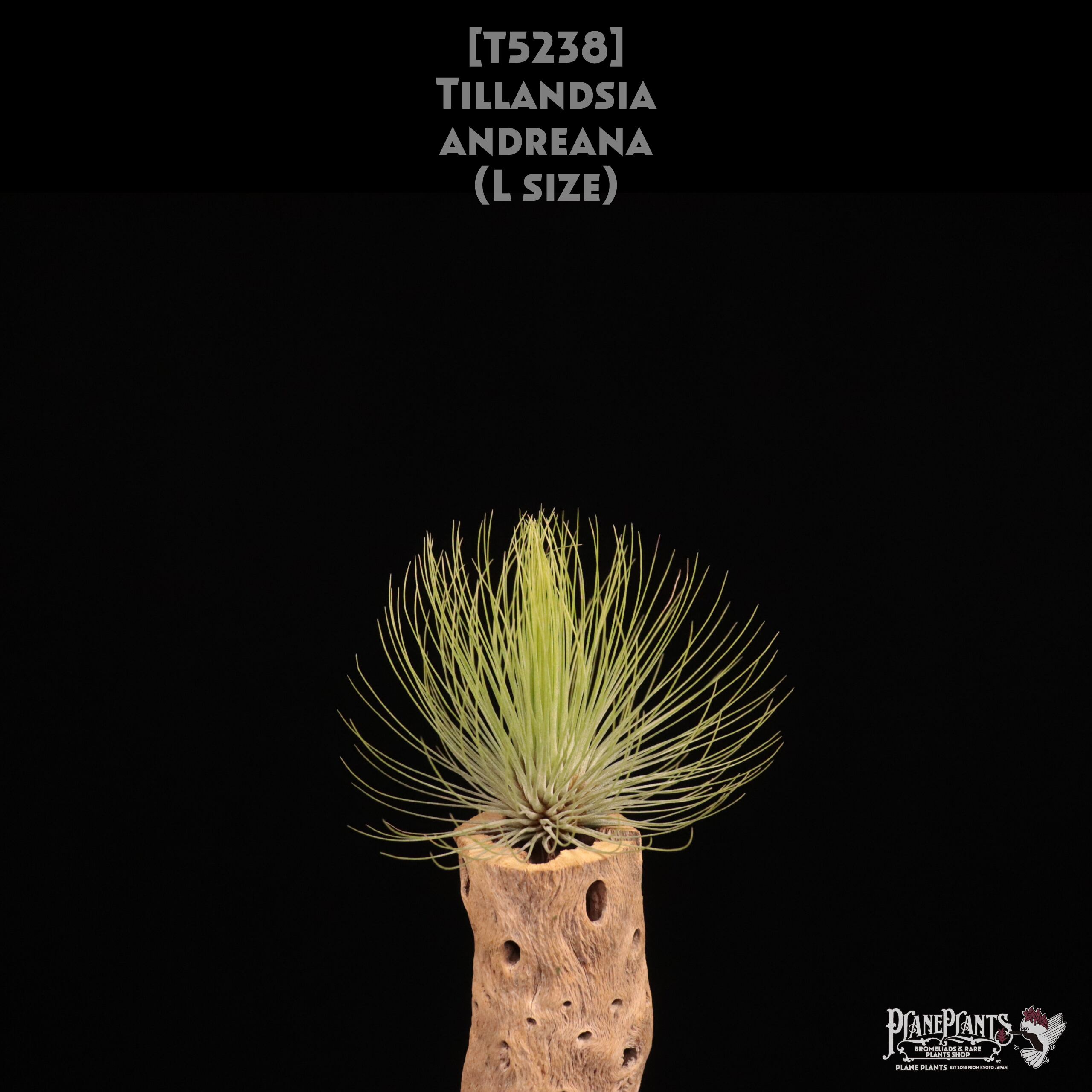 【送料無料】andreana L〔エアプランツ〕現品発送T5238