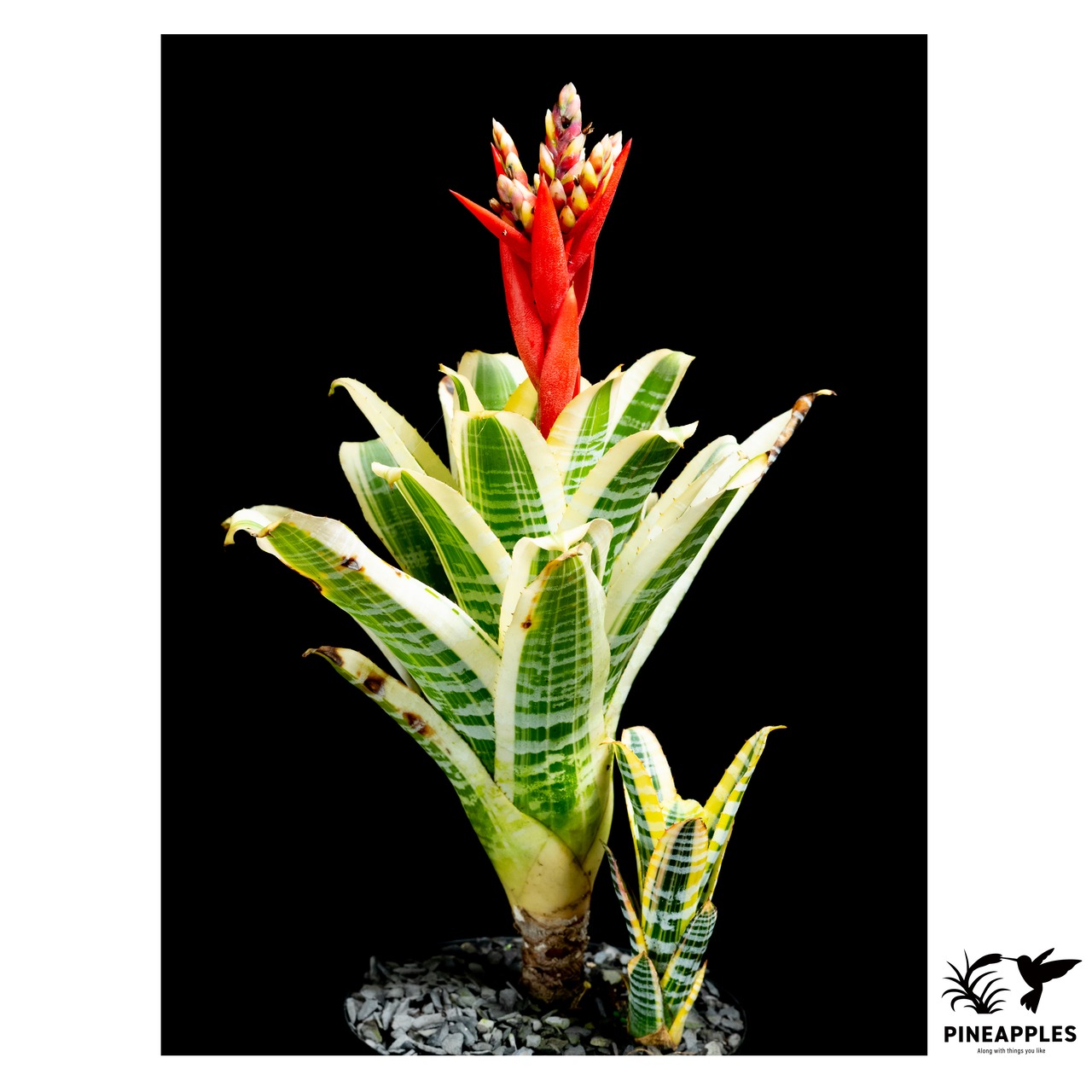 Aechmea chantinii 'Skotak's Wild Ace' - 1