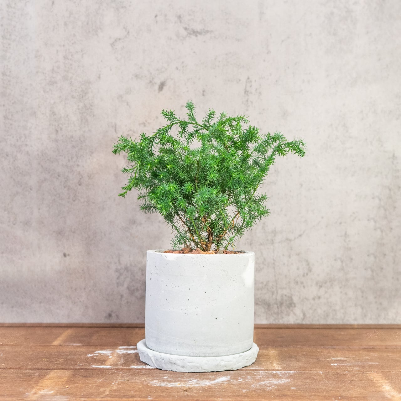 ヒムロスギ｜ふわっと広がる柔らかな葉が魅力のインテリアグリーン【虫発生抑制／手作りのモルタル鉢】