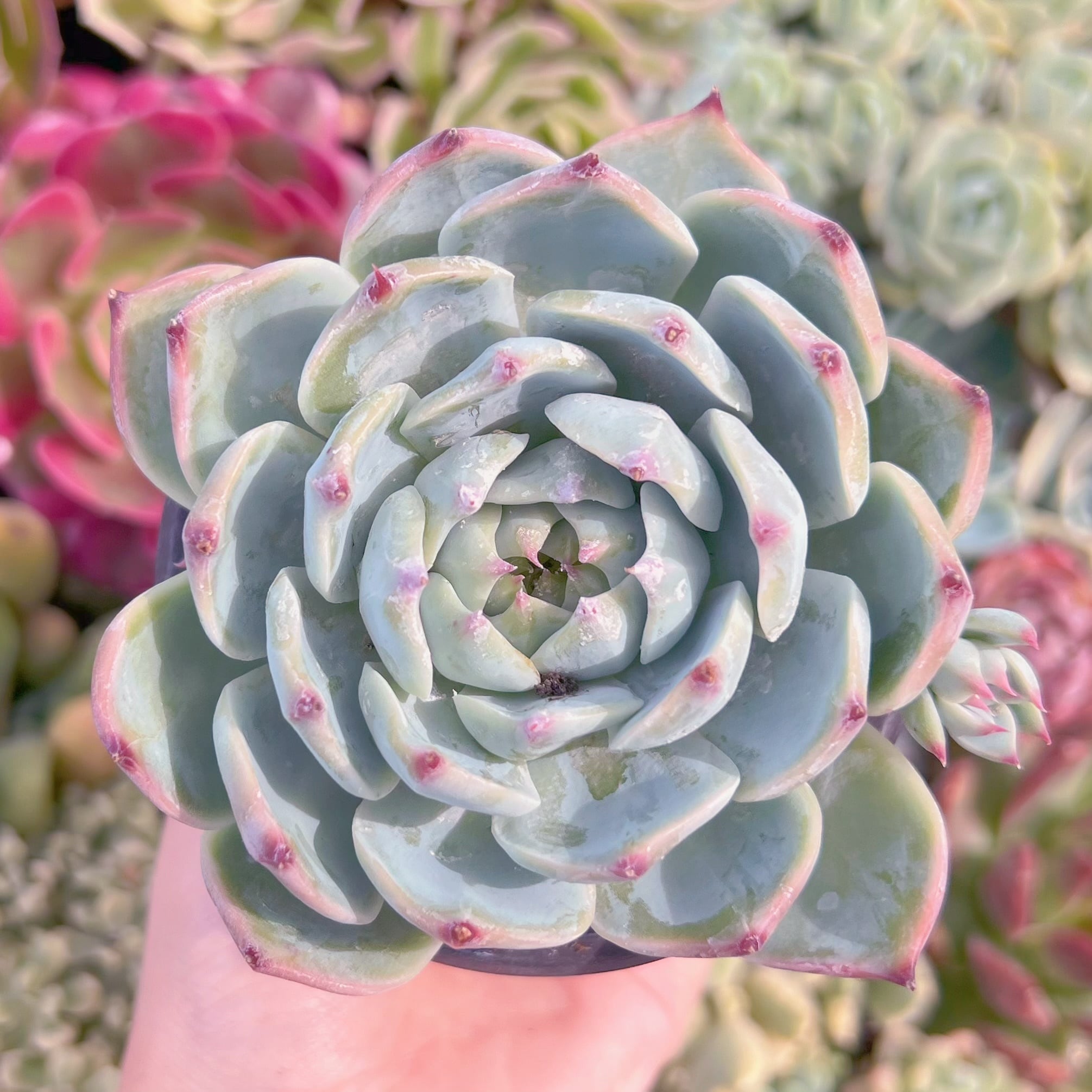 現品　水蜜桃#A04　大苗　るる農園