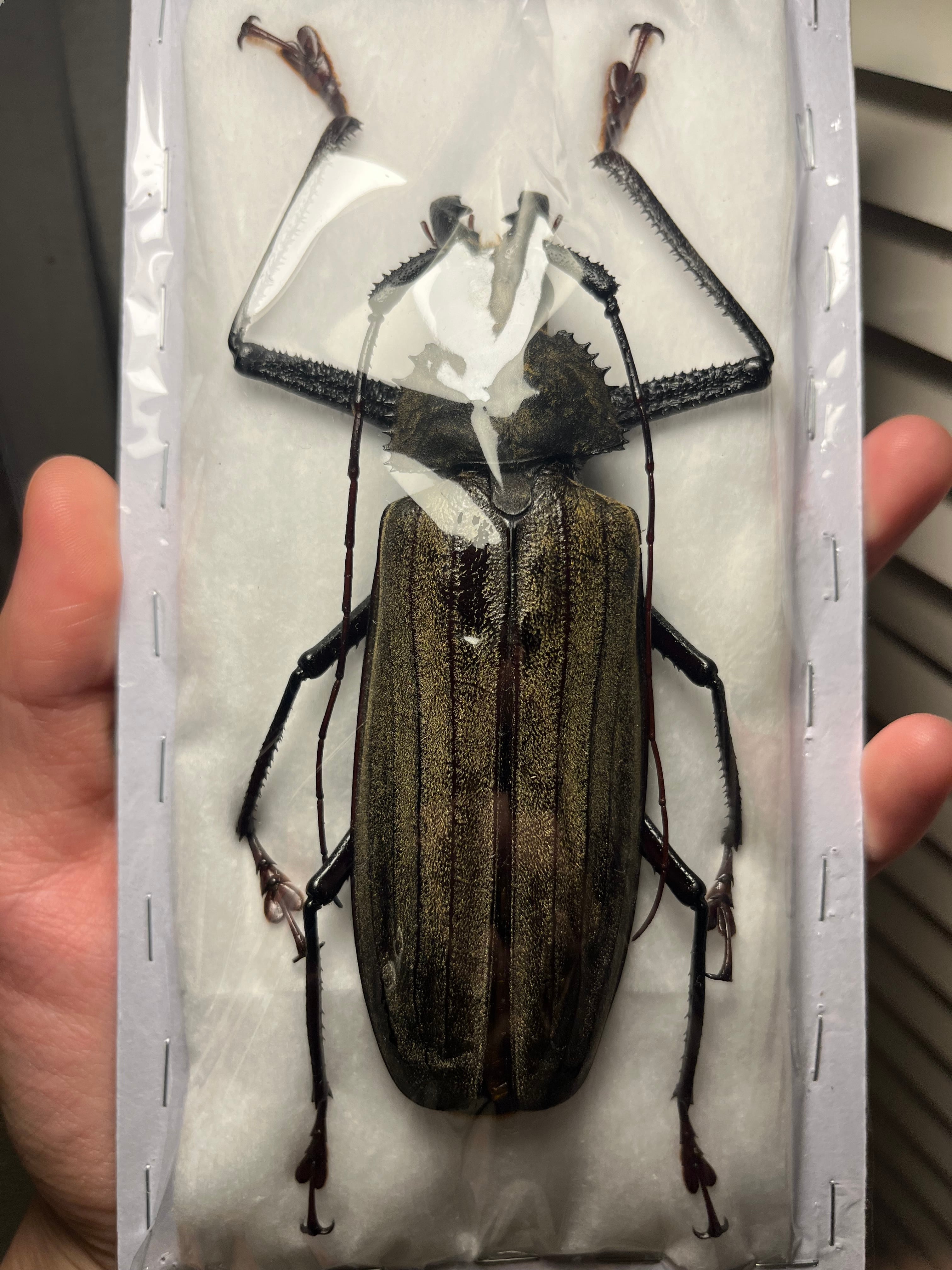 トゲムネウスバカミキリムシ　1981年採集 カミキリムシなどその他甲虫の仲間／世界の珍奇・美麗昆虫