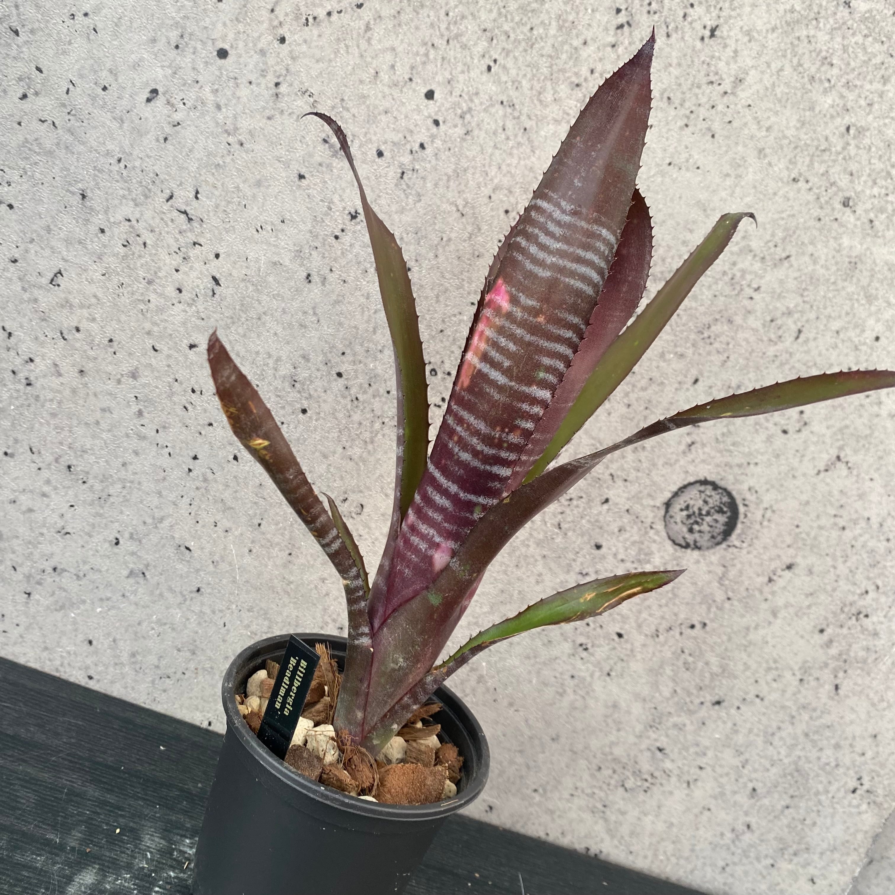大株です！フペルジア『Triangle Satool』 | Planet Plants プラネット