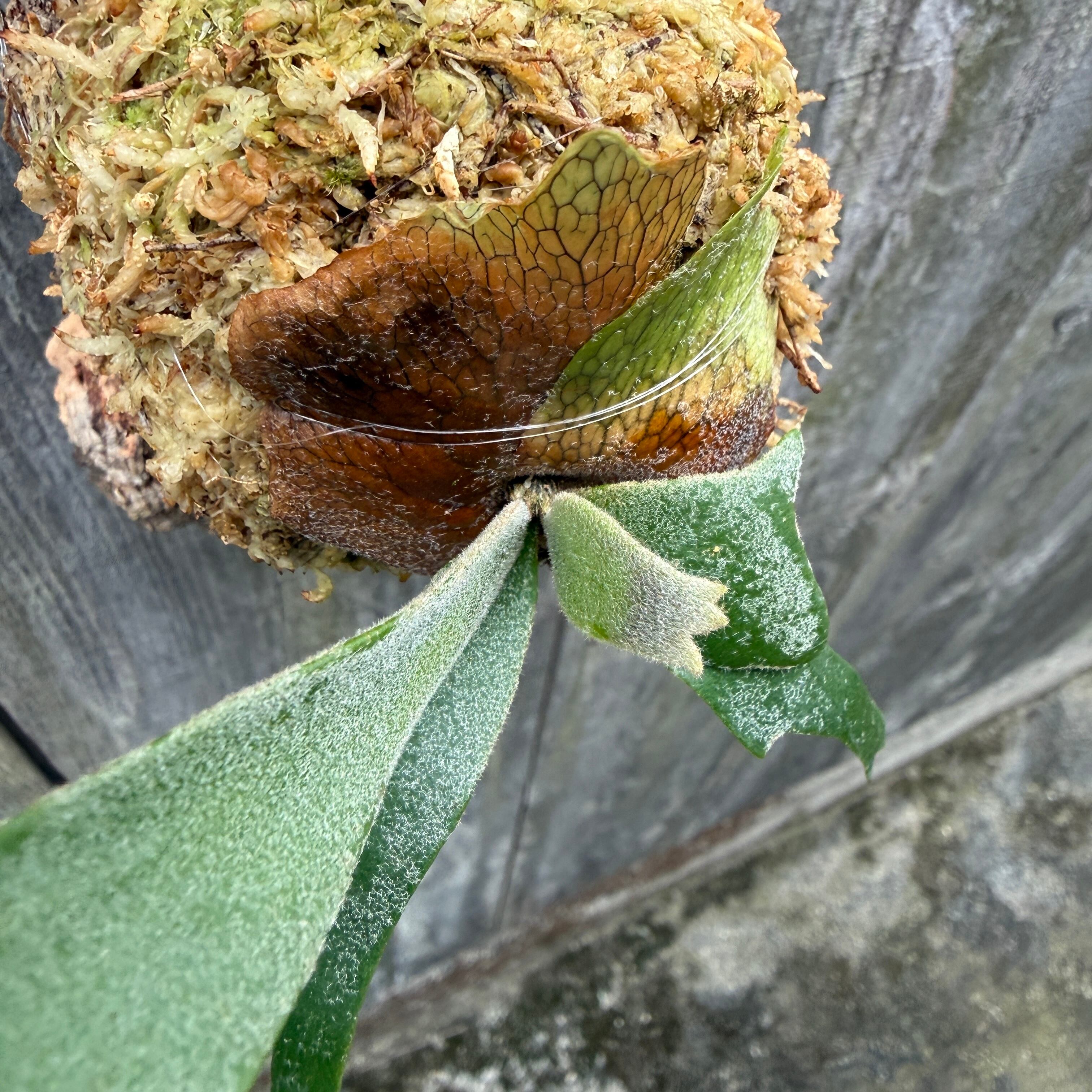 P. willinckii Jewel sporeling | naturefix
