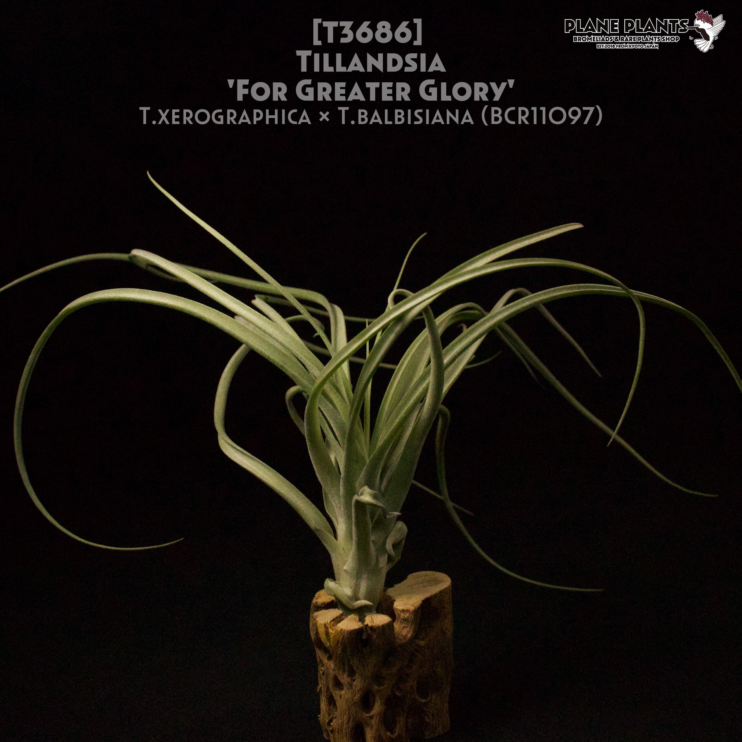 【reserved】'For Greater Glory'〔エアプランツ〕現品発送T3686