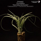 【reserved】'For Greater Glory'〔エアプランツ〕現品発送T3686