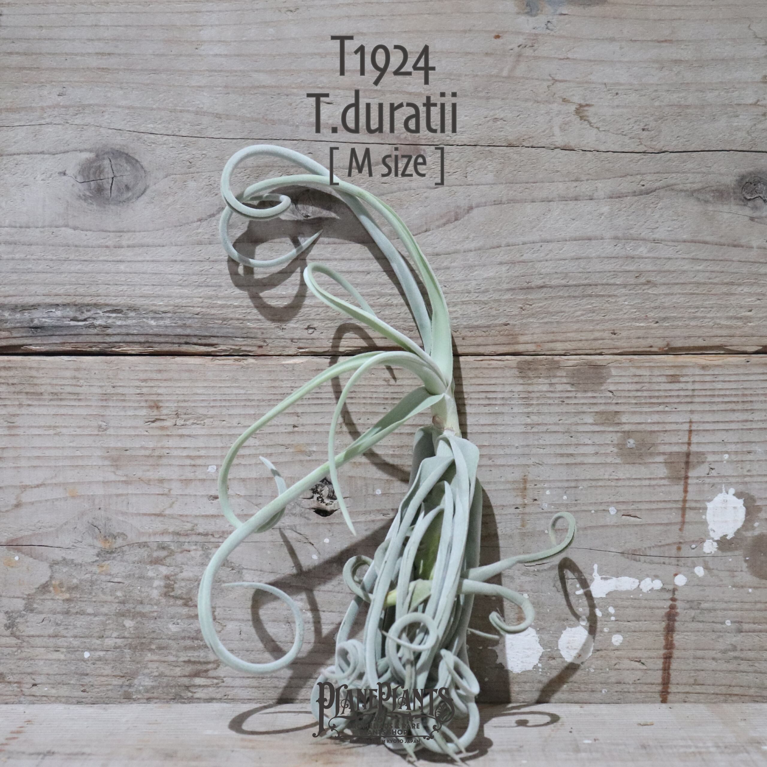 【送料無料】ドゥラティ M〔エアプランツ〕現品発送T1924