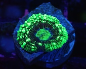 Trachyphyllia Baby