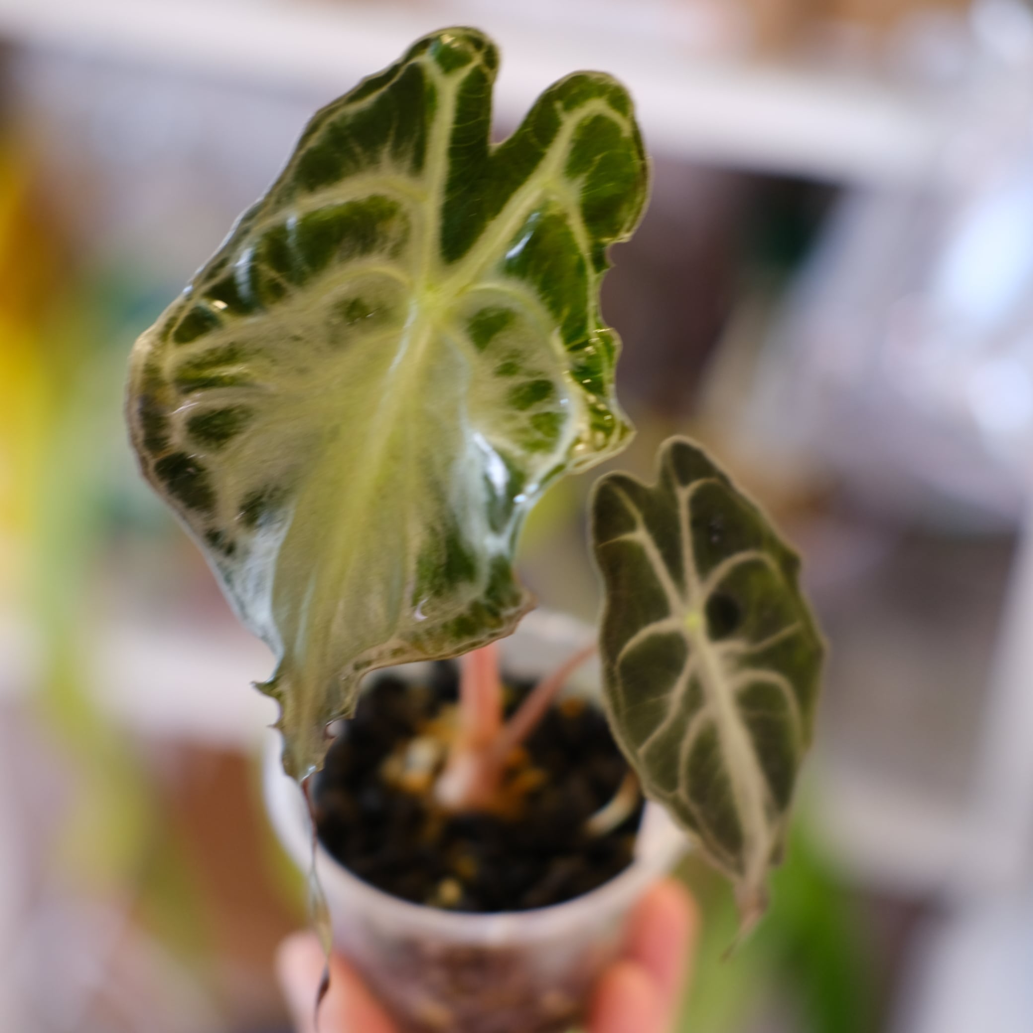 斑入りアロカシア / Premium Alocasia | tokyoplants / 観葉植物専門店