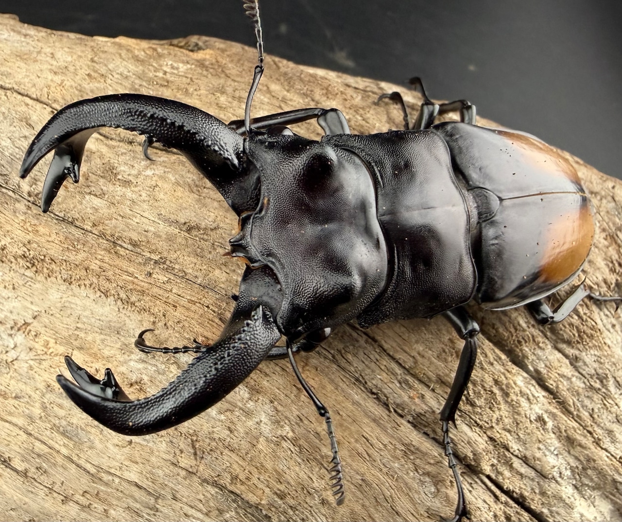 【WD】《セアカフタマタ(パリーフタマタ) 85mm ペア》