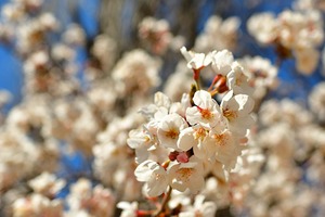 河口湖の桜 01