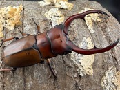 《アスタコイデスノコギリ亜種ミズヌマイ 68mm ペア》