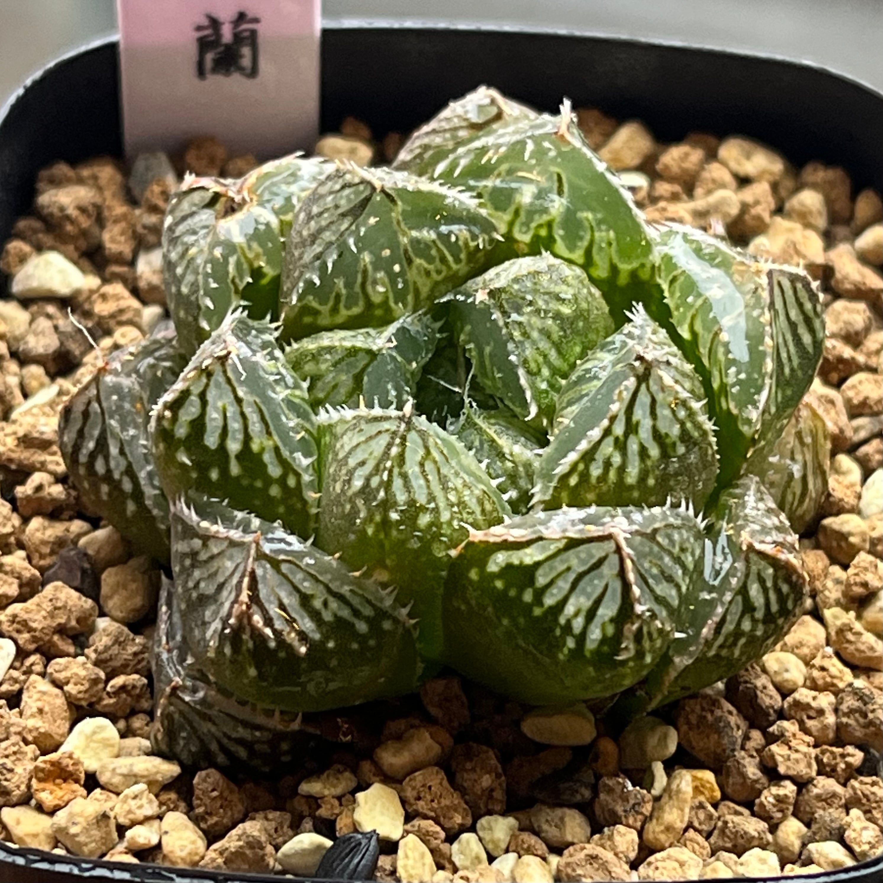 ハオルチア スターズフェアリー | mocono_plants