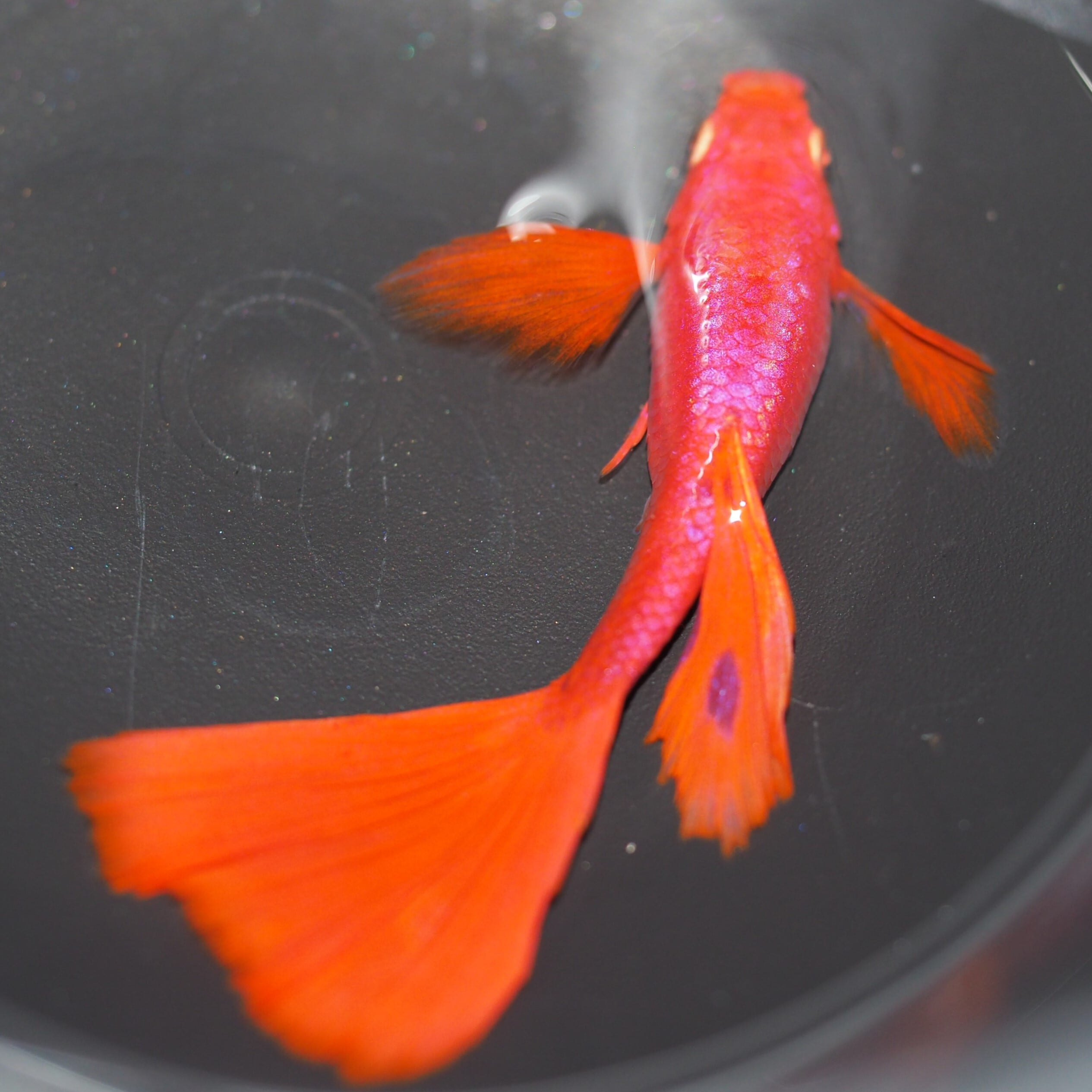 グッピーフルレッド&フルレッドミックス900セット グッピーフルレッド&フルレッドミックス900セット