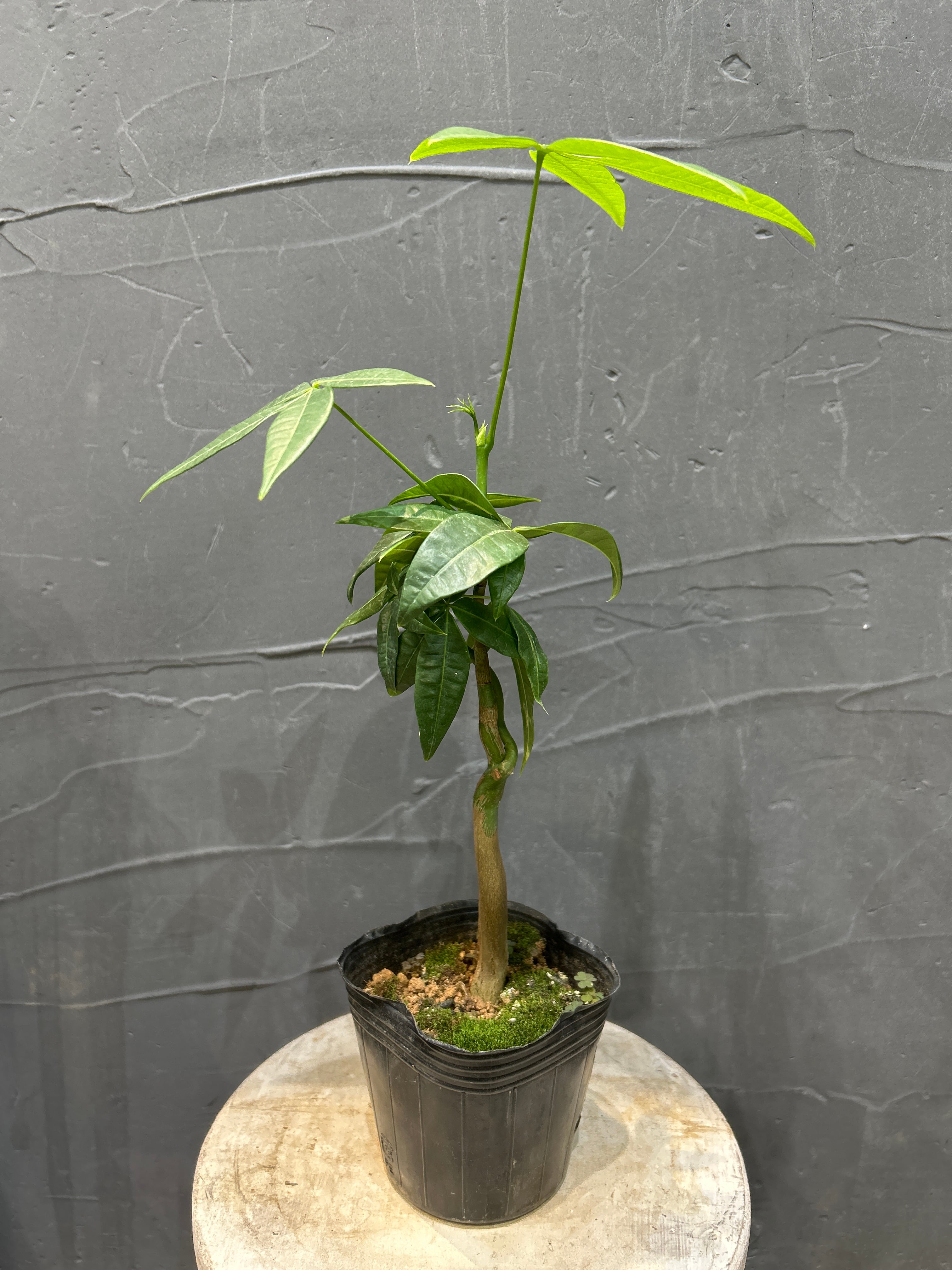 観葉植物 | MIDORIYA 観葉植物専門店