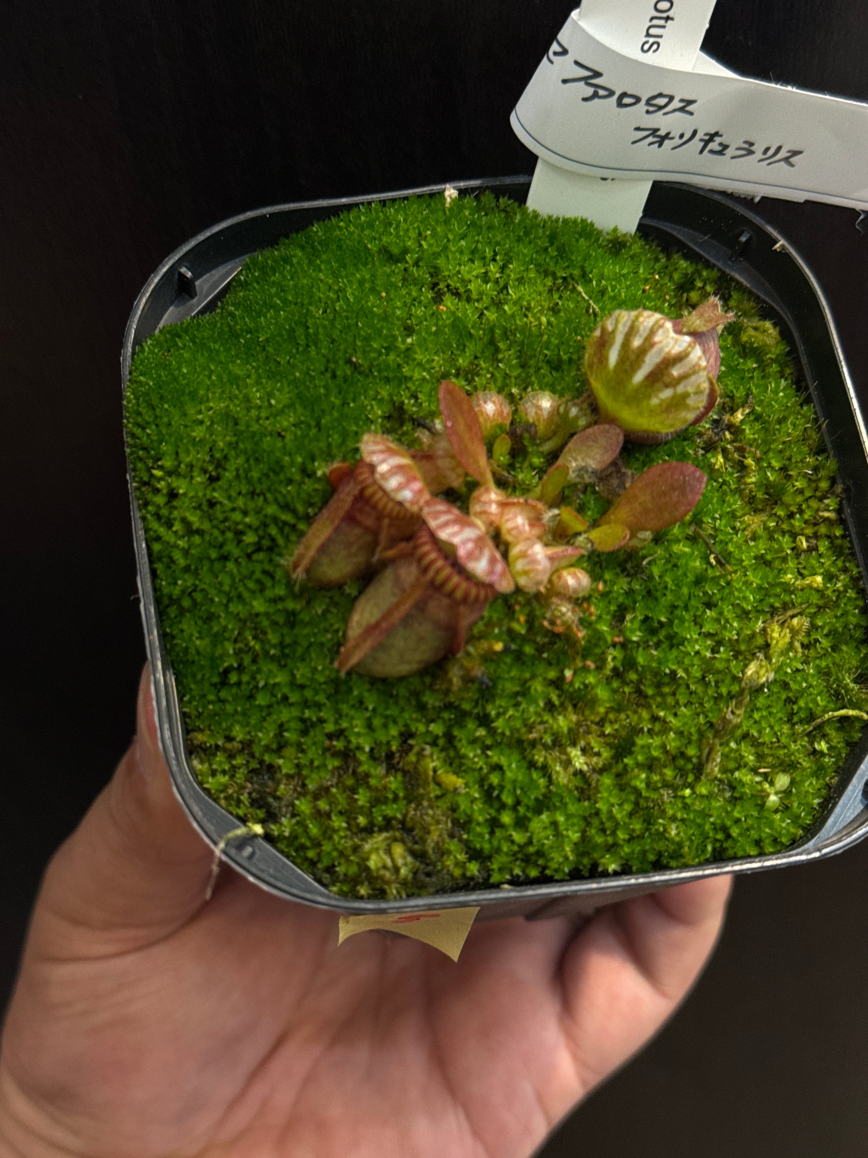 ③ セファロタス フォリキュラリス | Gardenえん 【観葉熱帯植物】