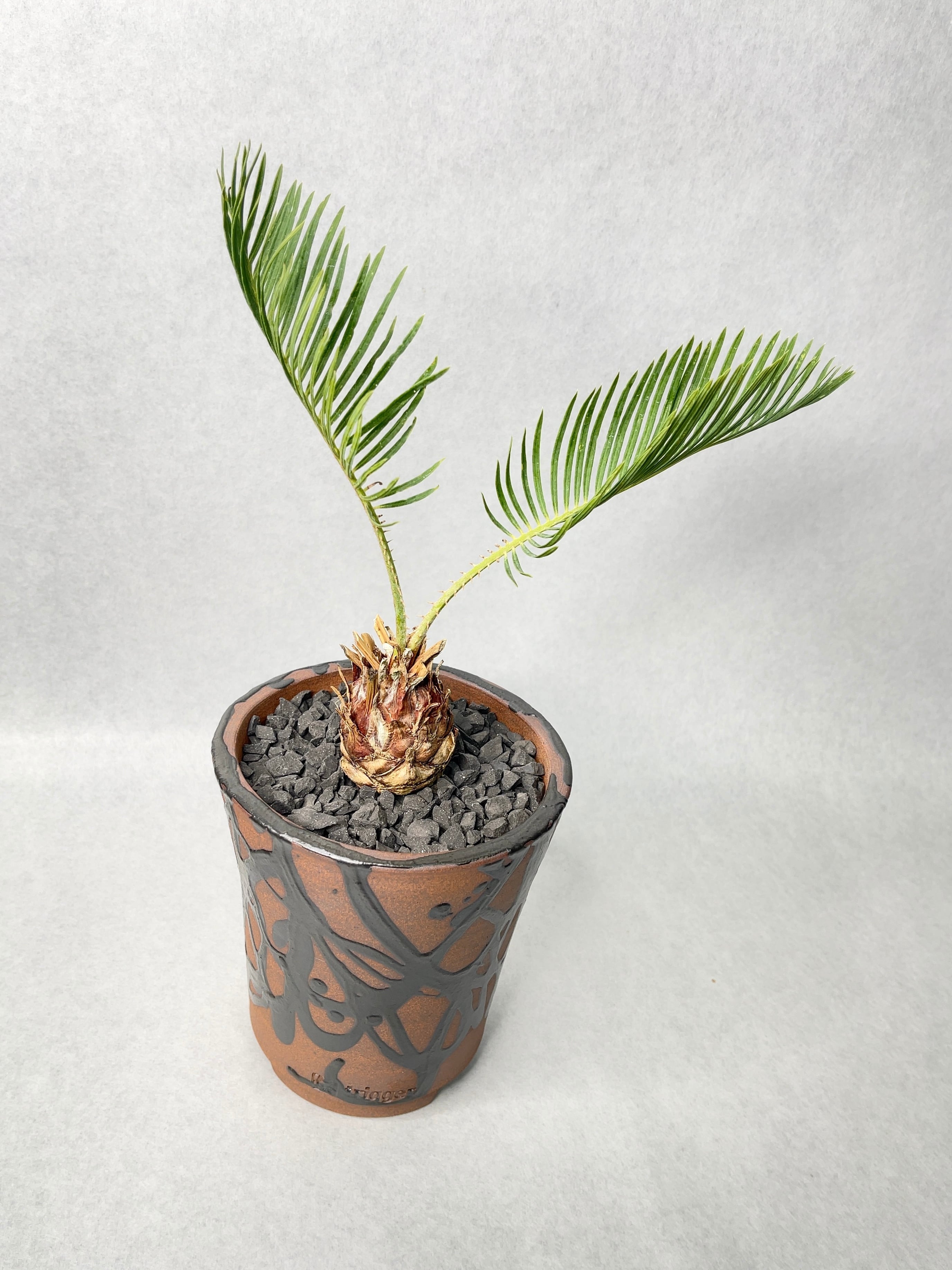 サイカス・カイルンシアナ | trigger