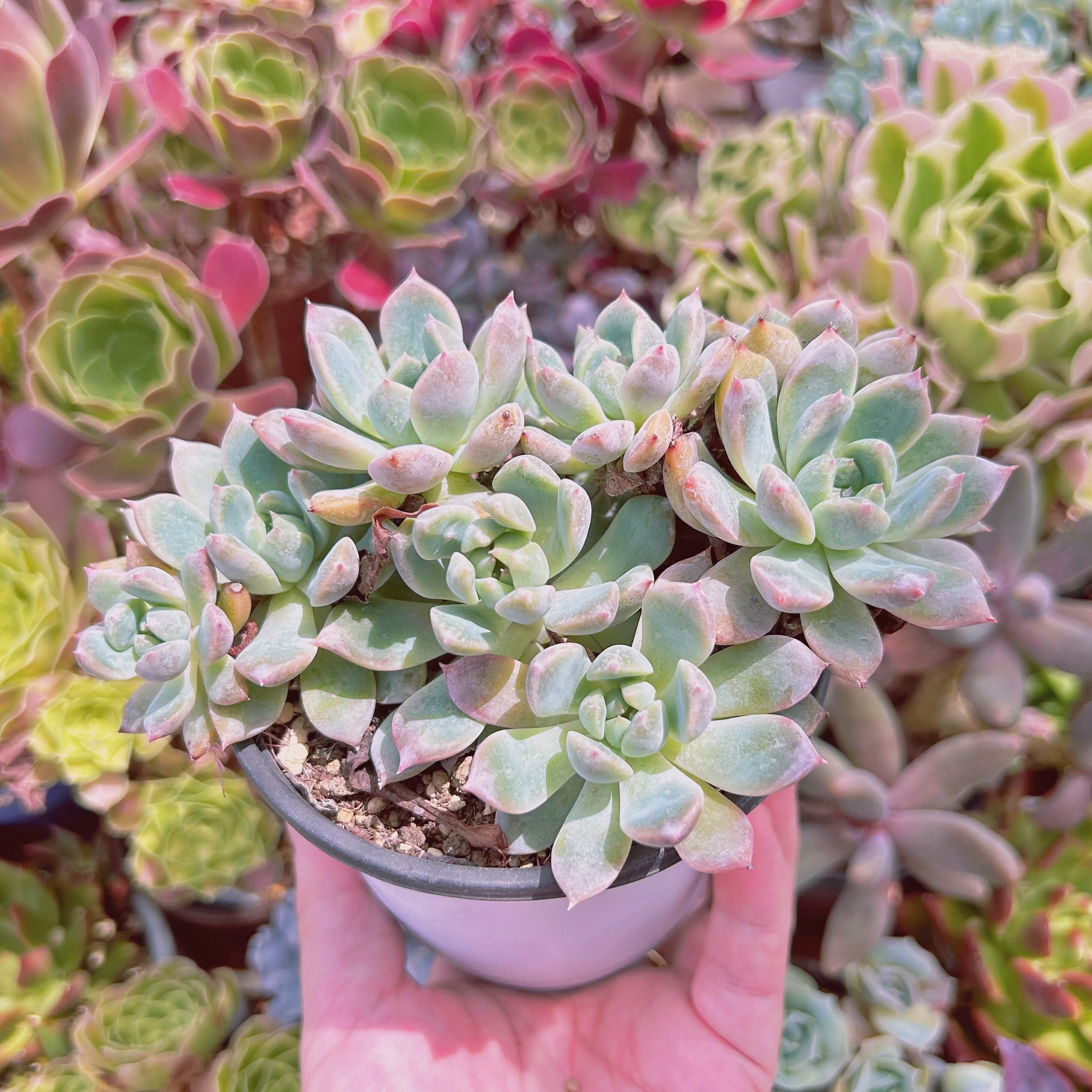 ラスト！多肉植物 葉挿しセット 増量中 42種42枚 No.40  リエール苗 ラスト！多肉植物 葉挿しセット 増量中 42種42枚 No.40 リエール苗