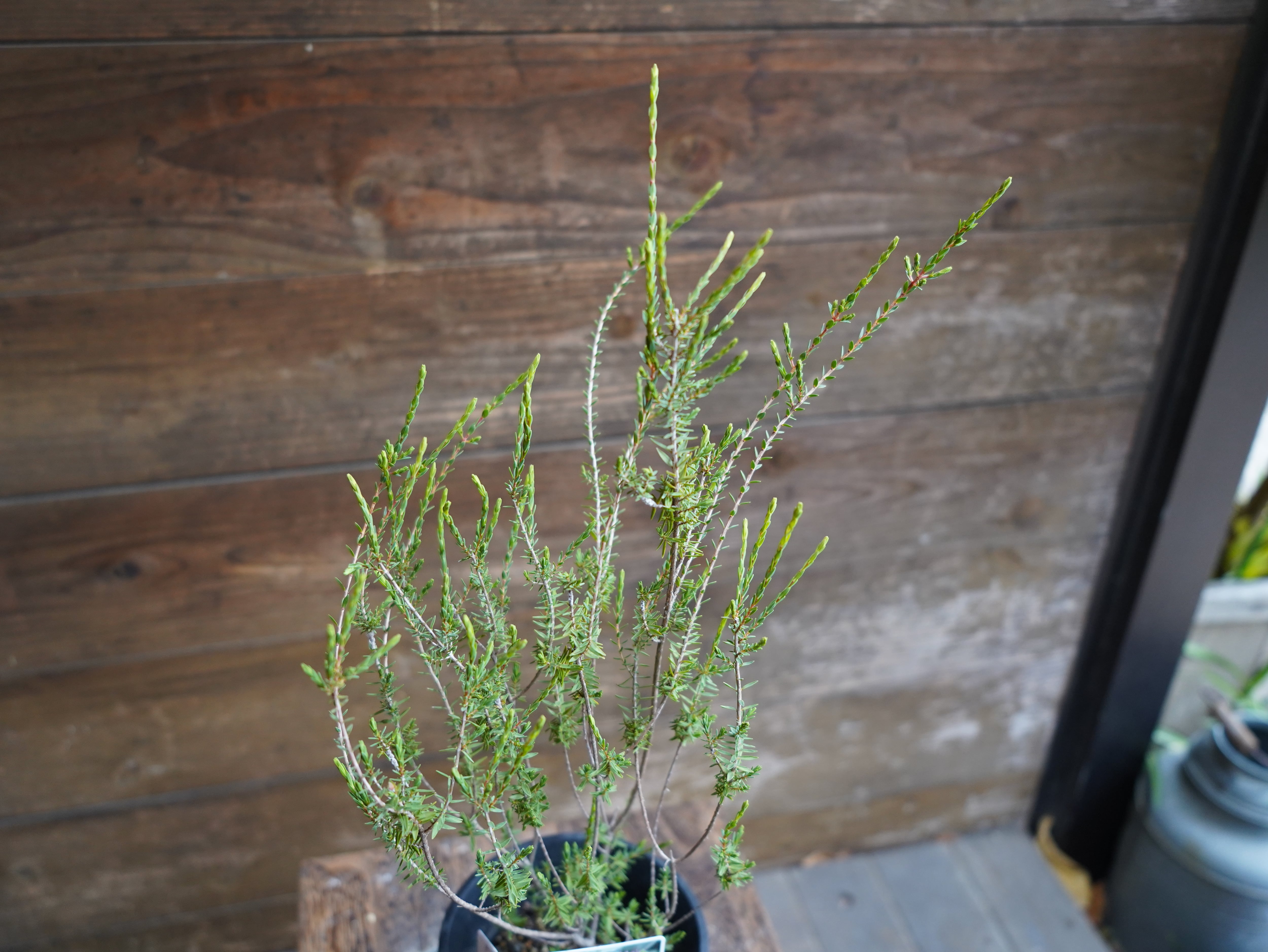 【現物】ビューフォーティア　プルプレア　A