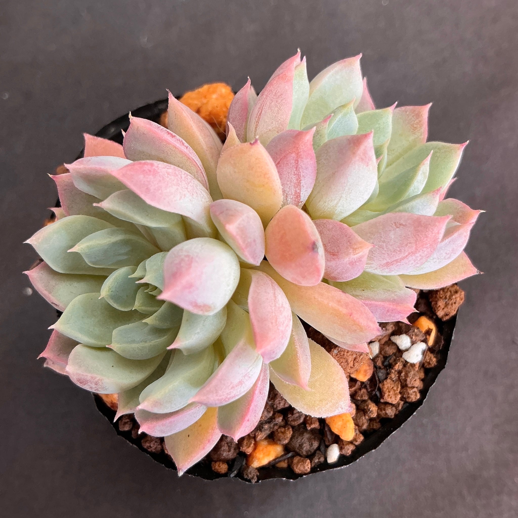 多肉アン