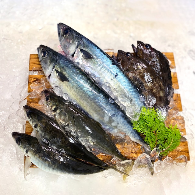 対馬産おまかせ鮮魚BOX【送料込み】