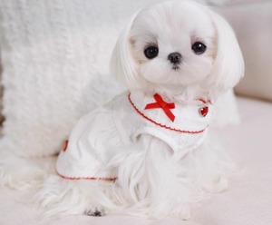 ホワイトトップス❤︎XXS〜XL（送料180円）