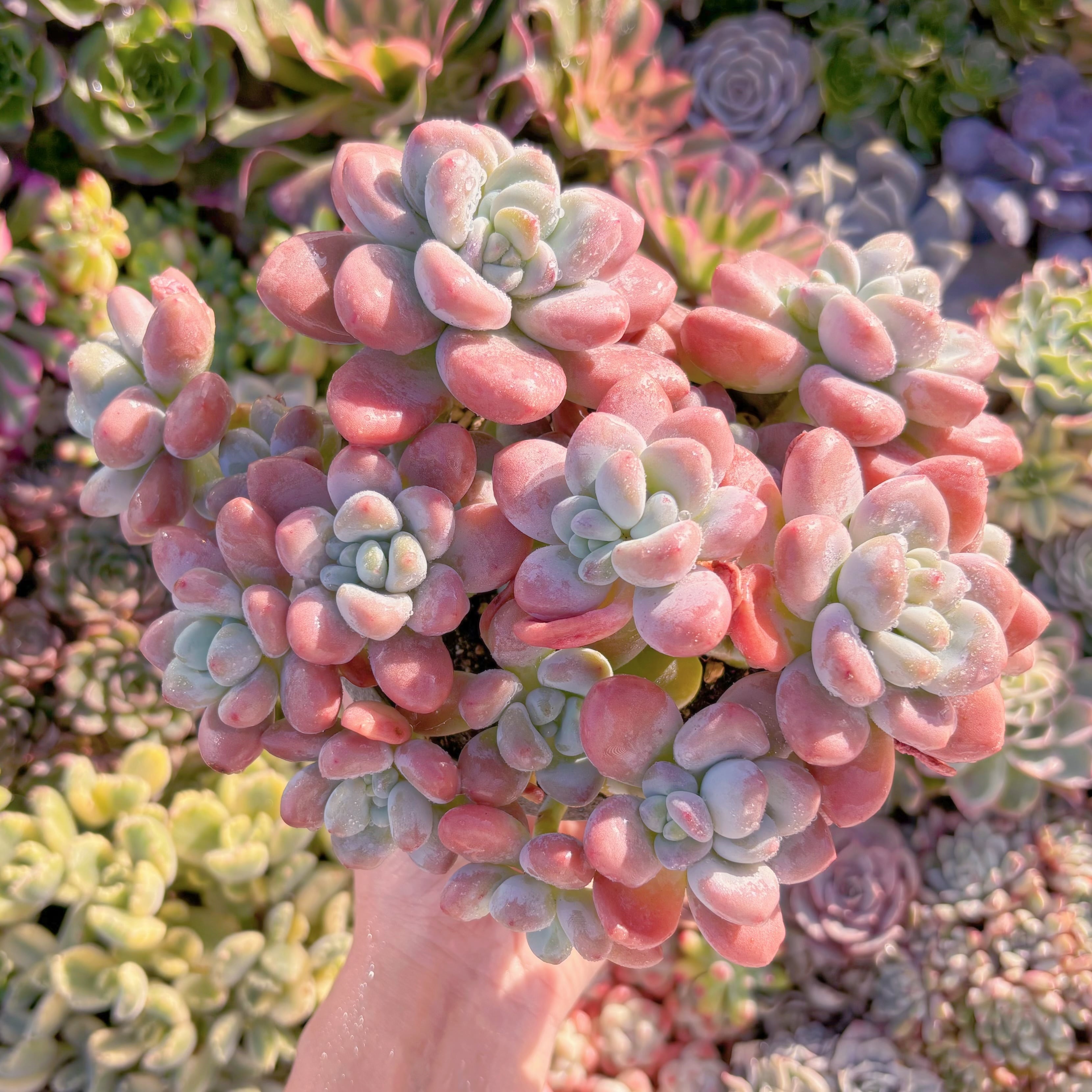 現品　マカロン#M088　特大群生 　新入荷　るる農園