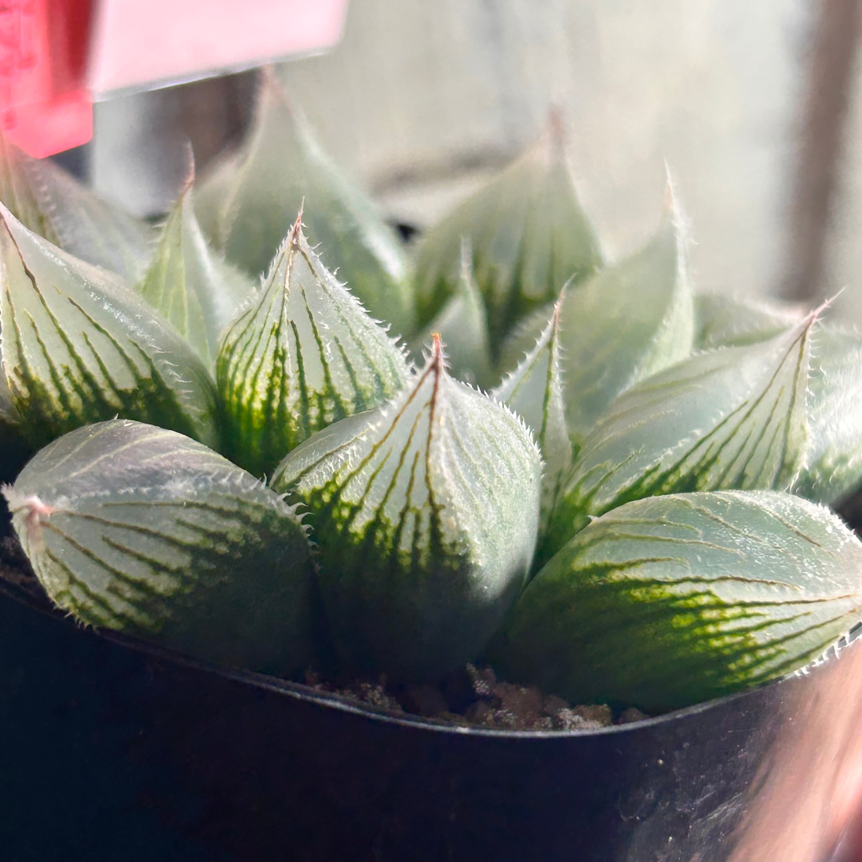 巨大赤線レンズオブツーサ錦 多肉植物 ハオルチア 【公式通販】