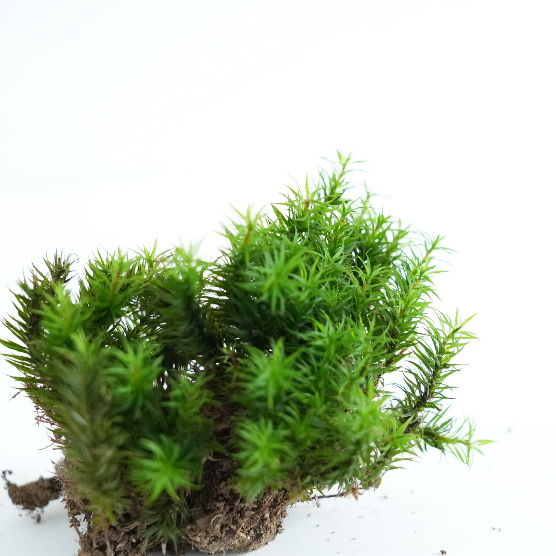 ホウライスギゴケ 苔テラリウム作製用素材苔 | 苔テラリウム専門
