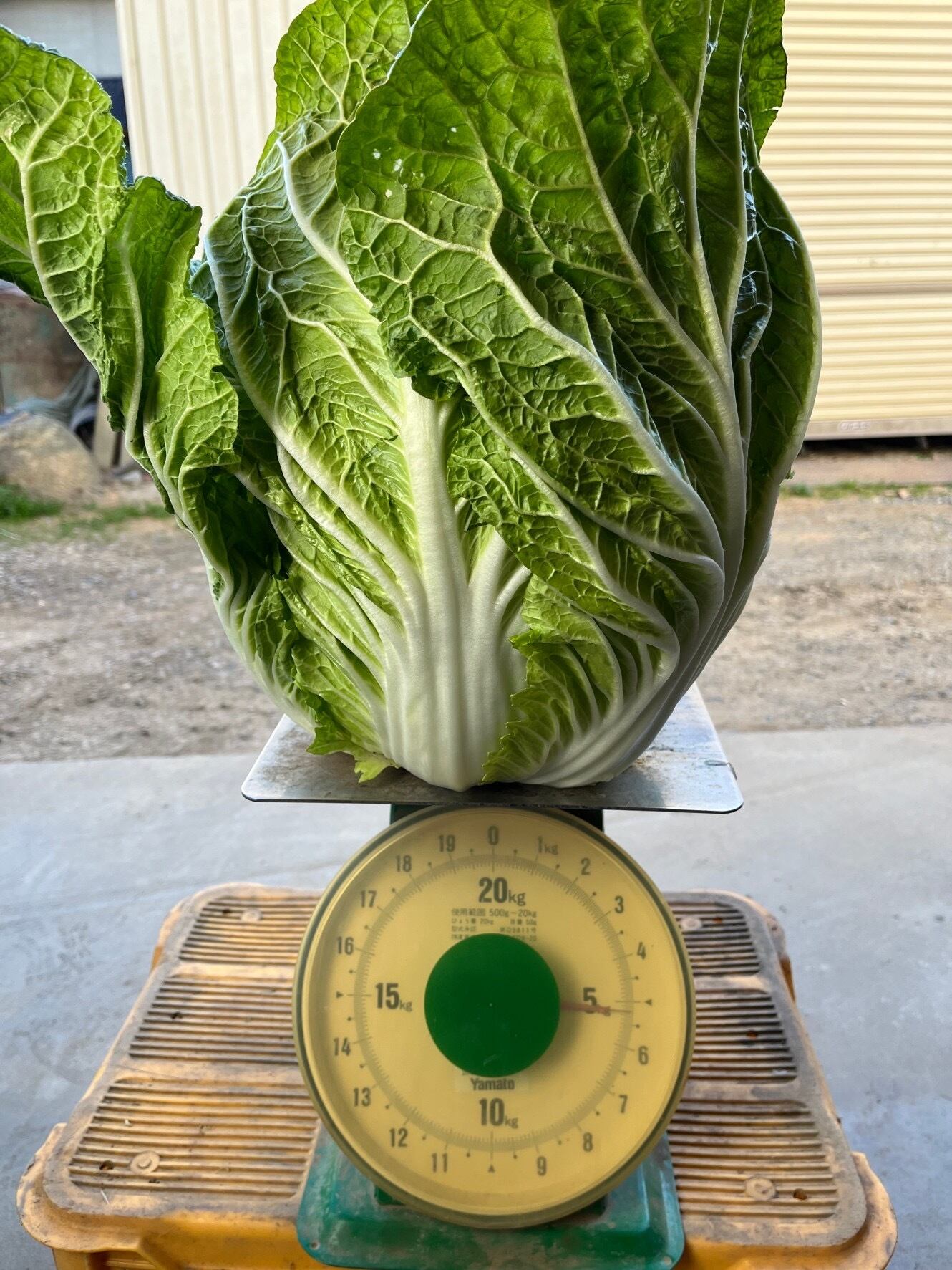 長野県産白菜 1箱12kg | Cocoagu