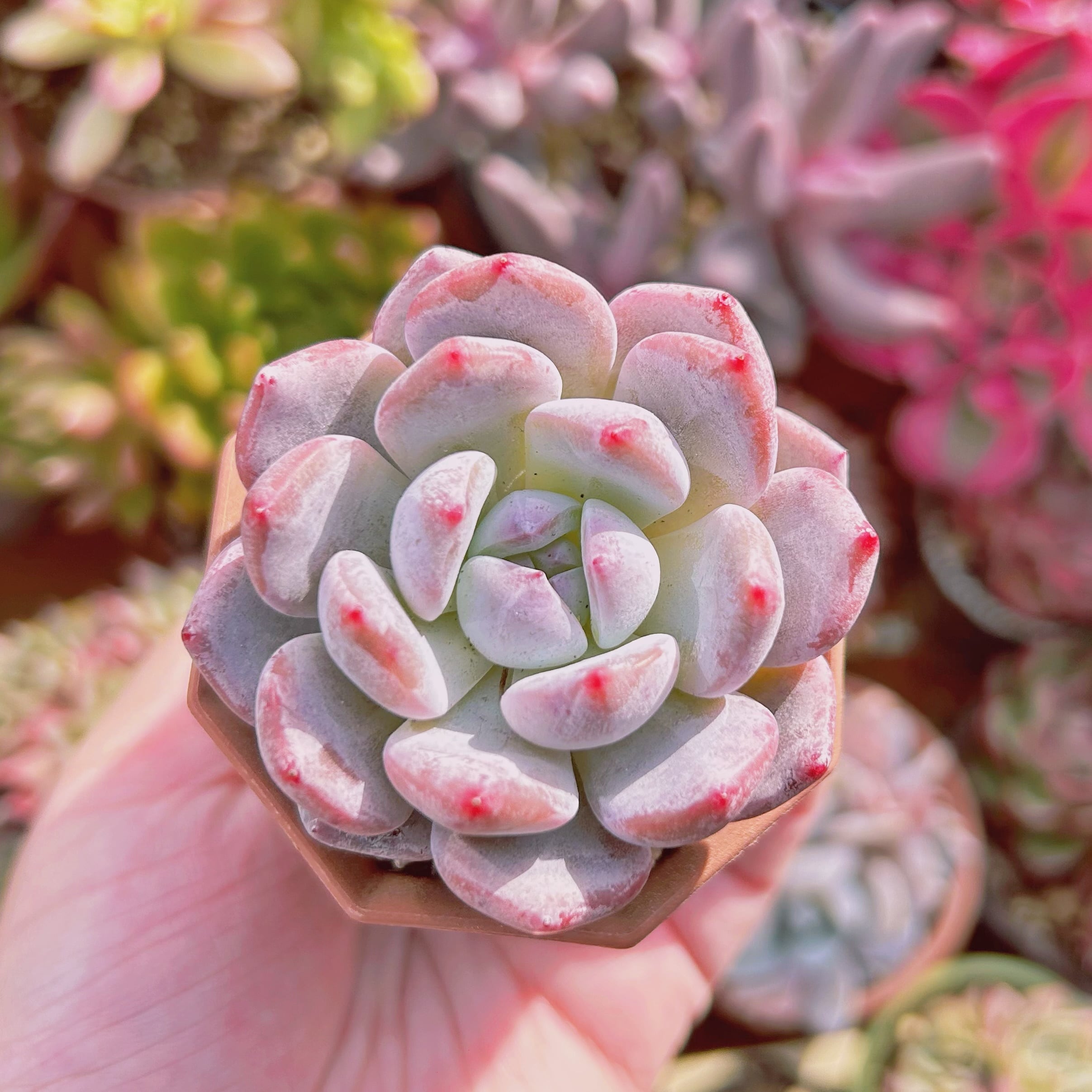 多肉植物 Echeveria レッドモンロー | るる農園~多肉植物専門