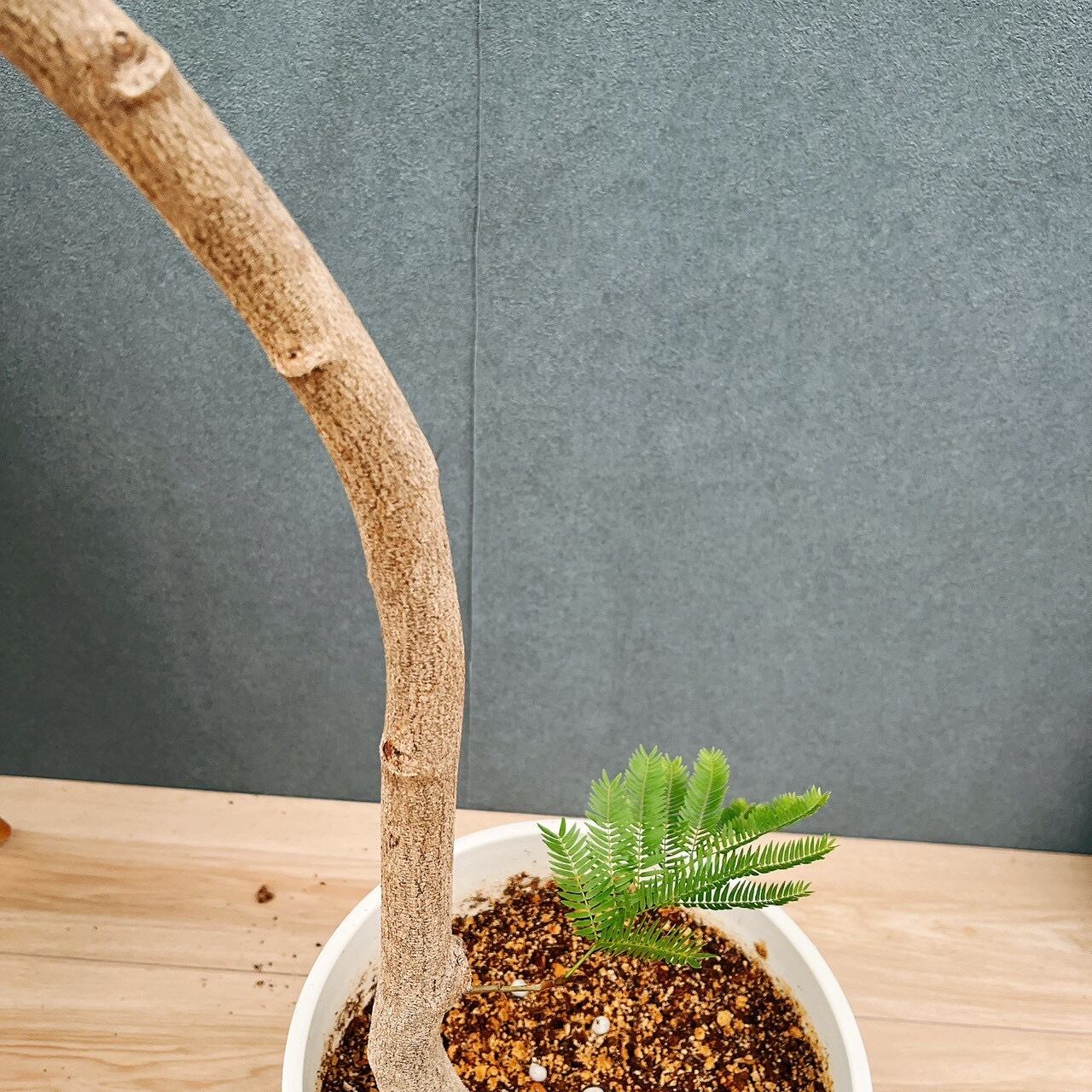 現品］5番 エバーフレッシュ 曲がり 8号 観葉植物 室内 大型 人気