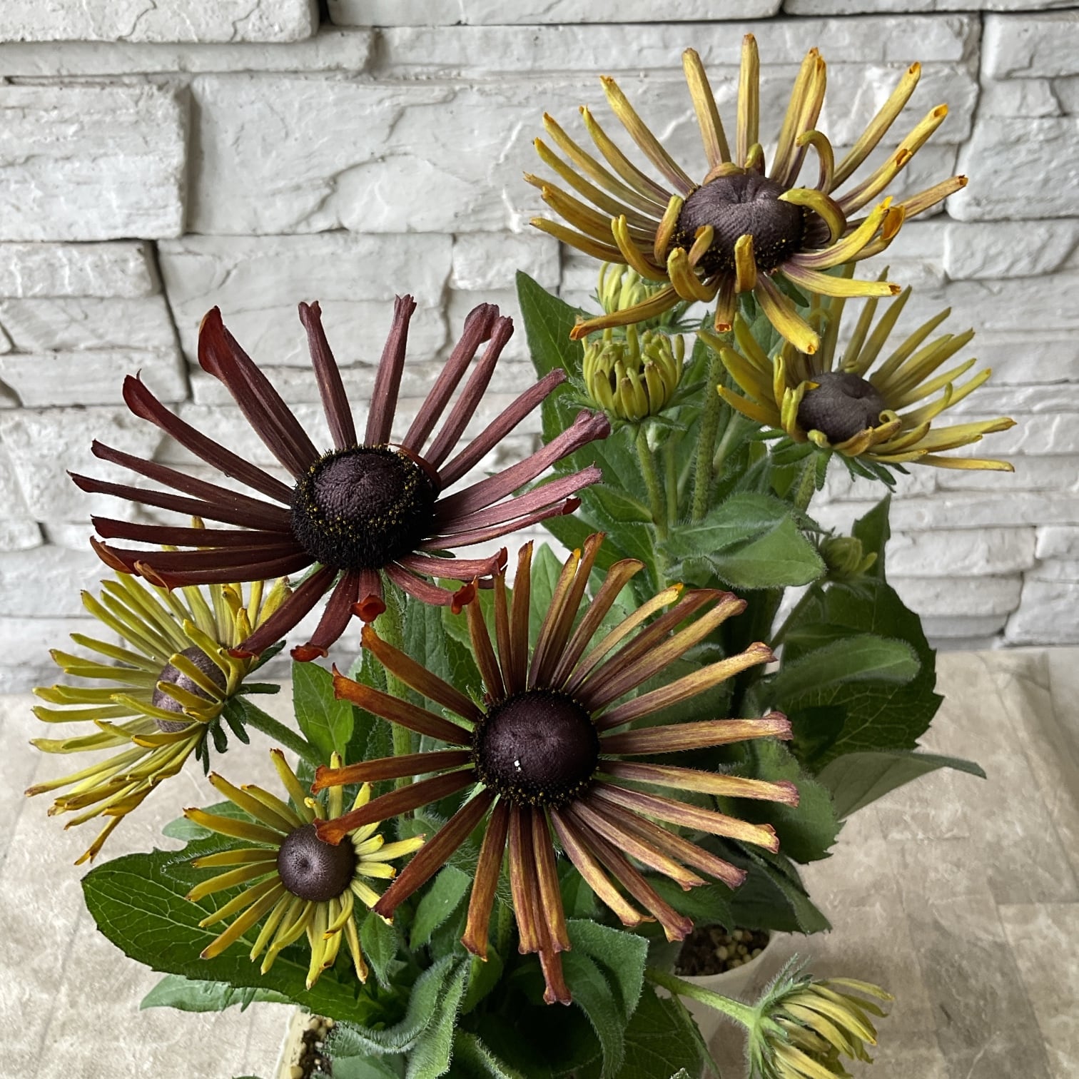 確認用  花苗 花苗 | 橋本種苗園