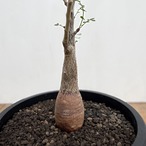 Pachycormus discolor【パキコルムス・ディスカラー・象の木】