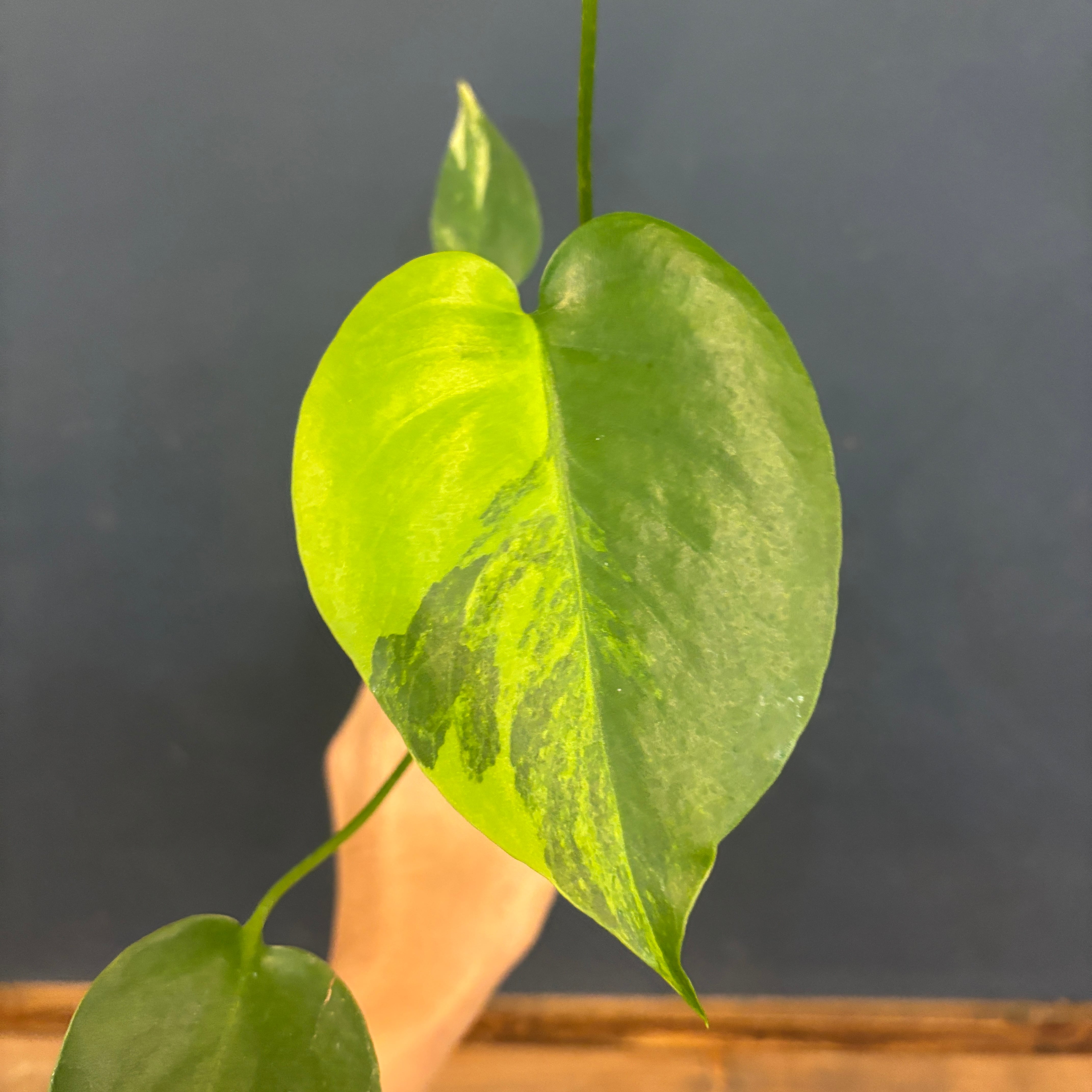 モンステラ デリシオサ イエローマリリン【1009】