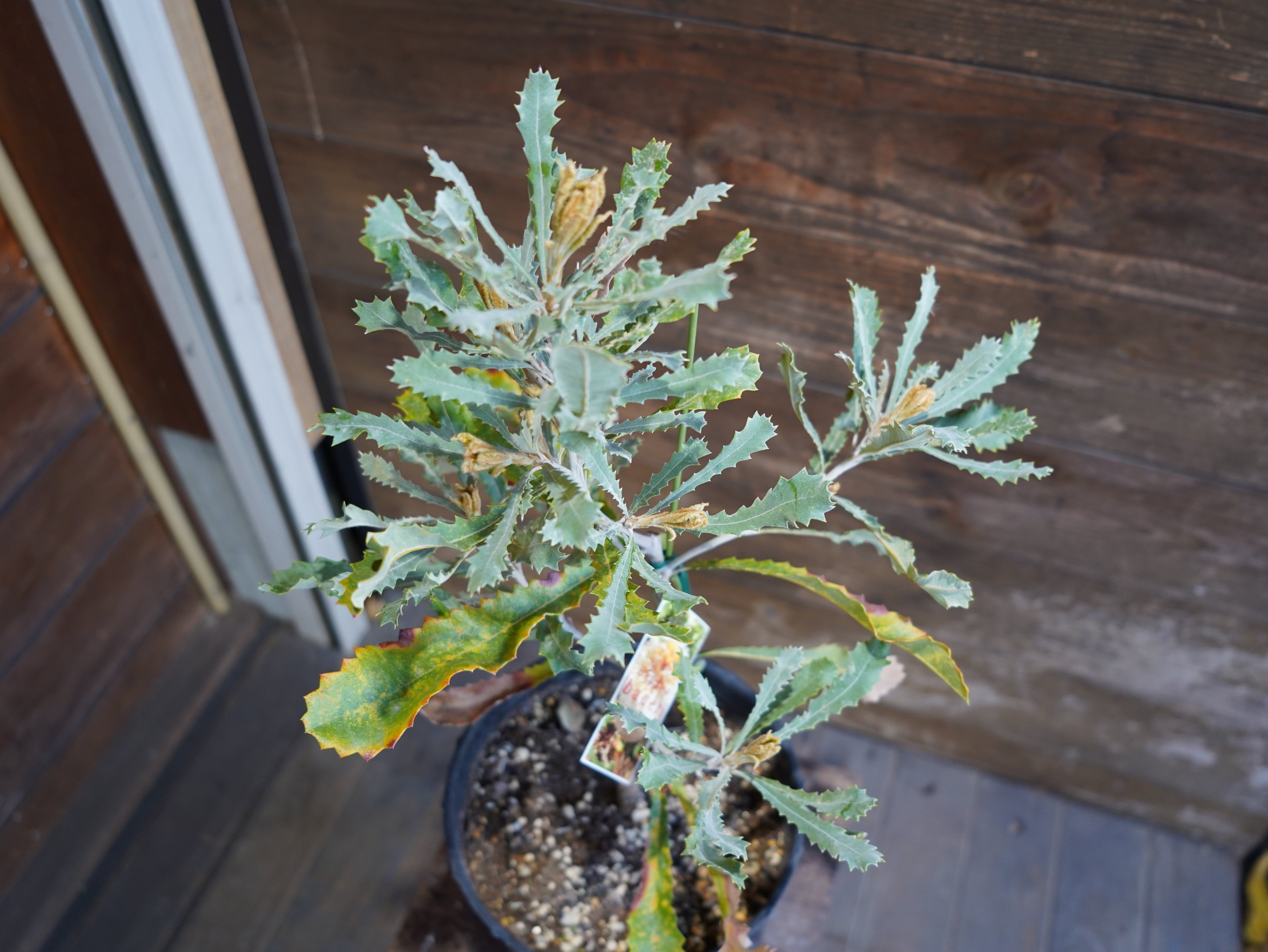 【現物】バンクシア　”バウエリ”　A