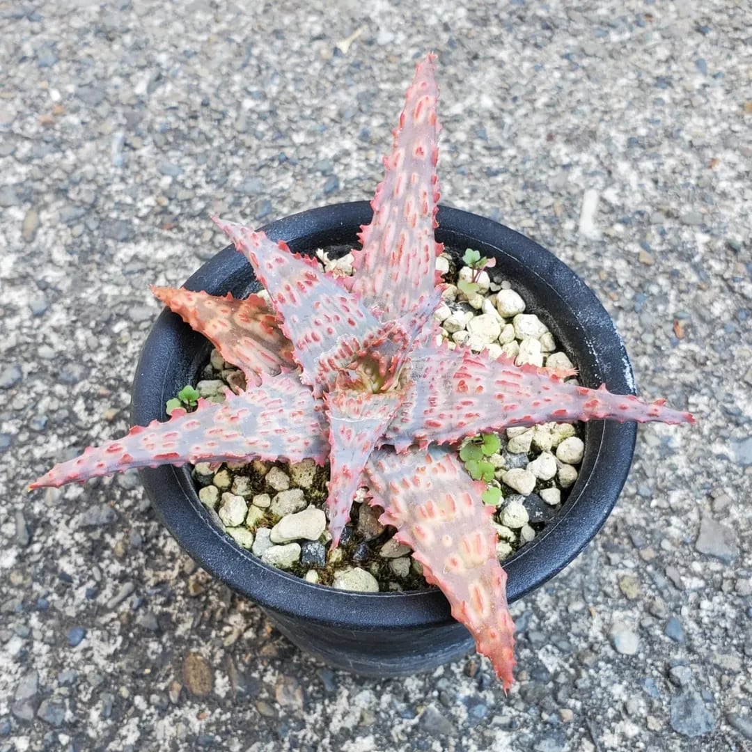 F00540_Aloe Hybrid：アロエ・ハイブリッド | レアプランツ通販サイト