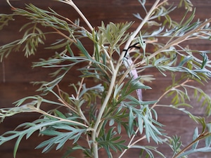 【現物】グレビレア ”ドーンパープル” A