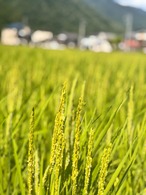 訳あり！南魚沼産コシヒカリ 30kg  2024年準グランプリ受賞