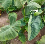 【小芋】黄金里芋 女早生芋 宅急便 10kg さといも サトイモ 山芋
