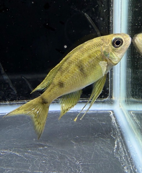 オフタルモティラピア ナスタ 美麗アフリカンシクリッド 熱帯魚Ophthalmotilapia nasuta 1ペア 現物
