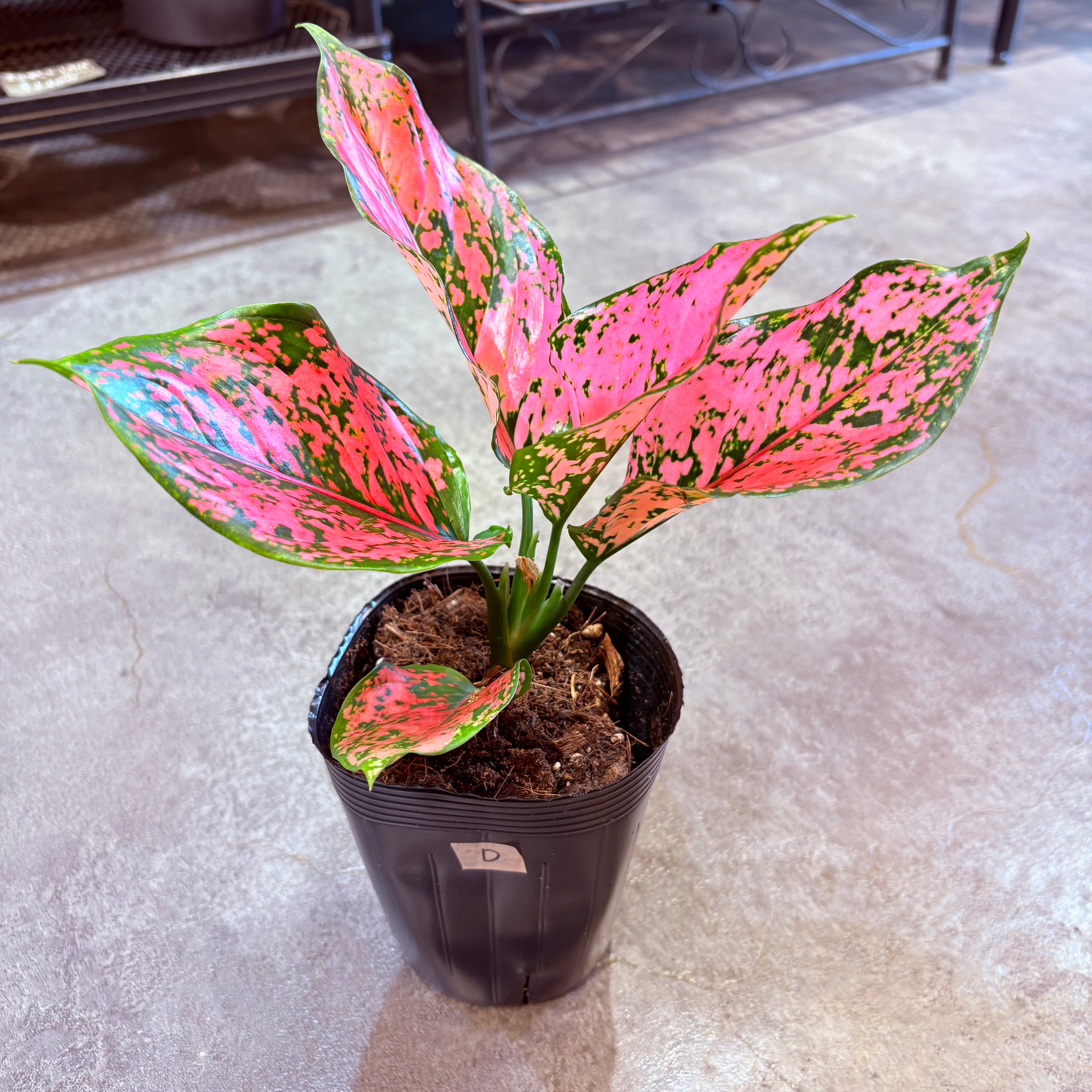 アグラオネマ ニューカンクンピンク 3.5号 D | Green Vibes 宇都宮市の