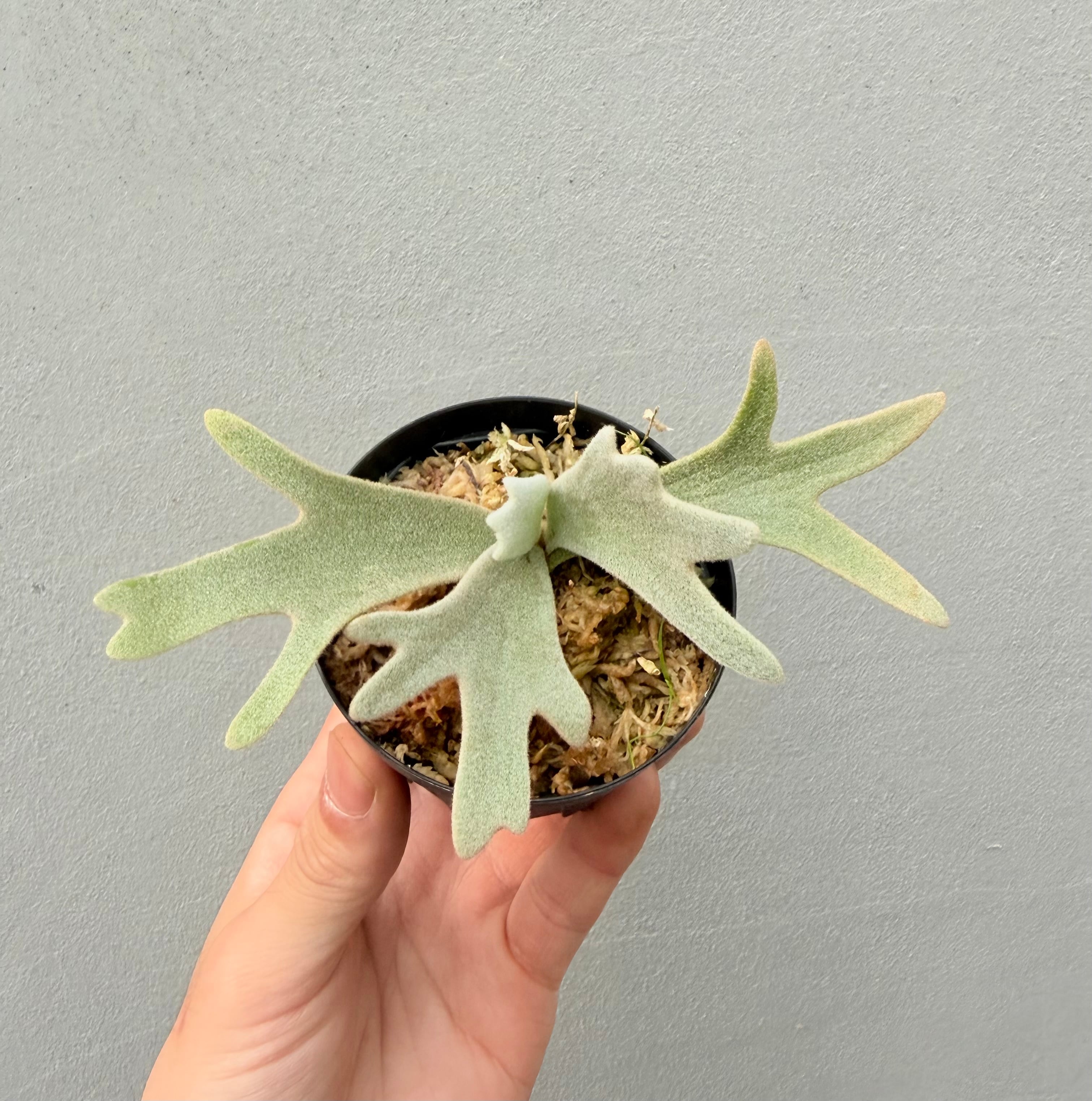 ビカクシダ まとめ売り 9株 セット ワンダエドワーフ マダ リドレイ 金童 b vandaka plants