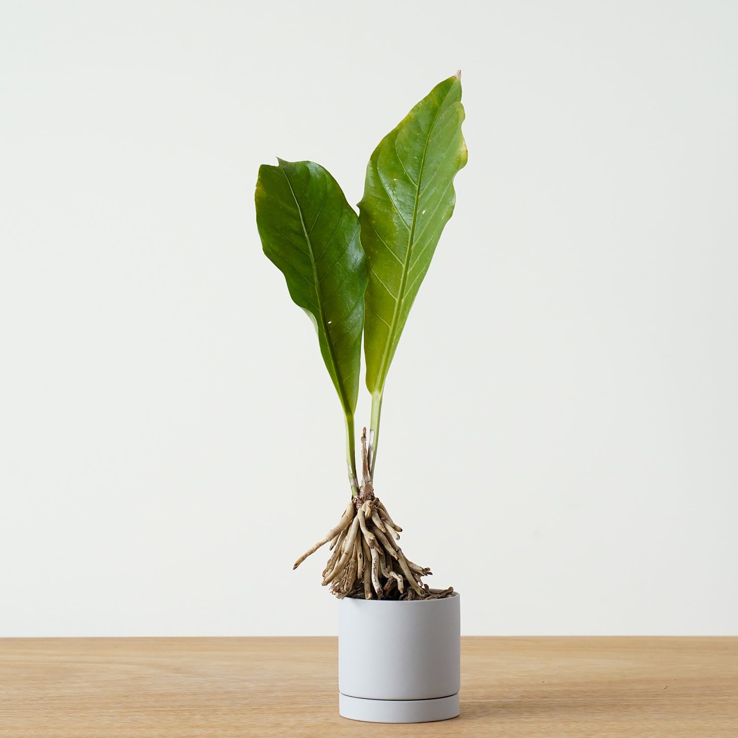 AYANAS（アヤナス）｜観葉植物のセレクトショップ・通販