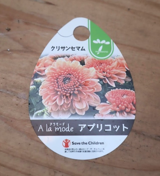 ⭐SALE⭐クリサンセマム　アラモード　『サーモン』＆『アプリコット』２種セット