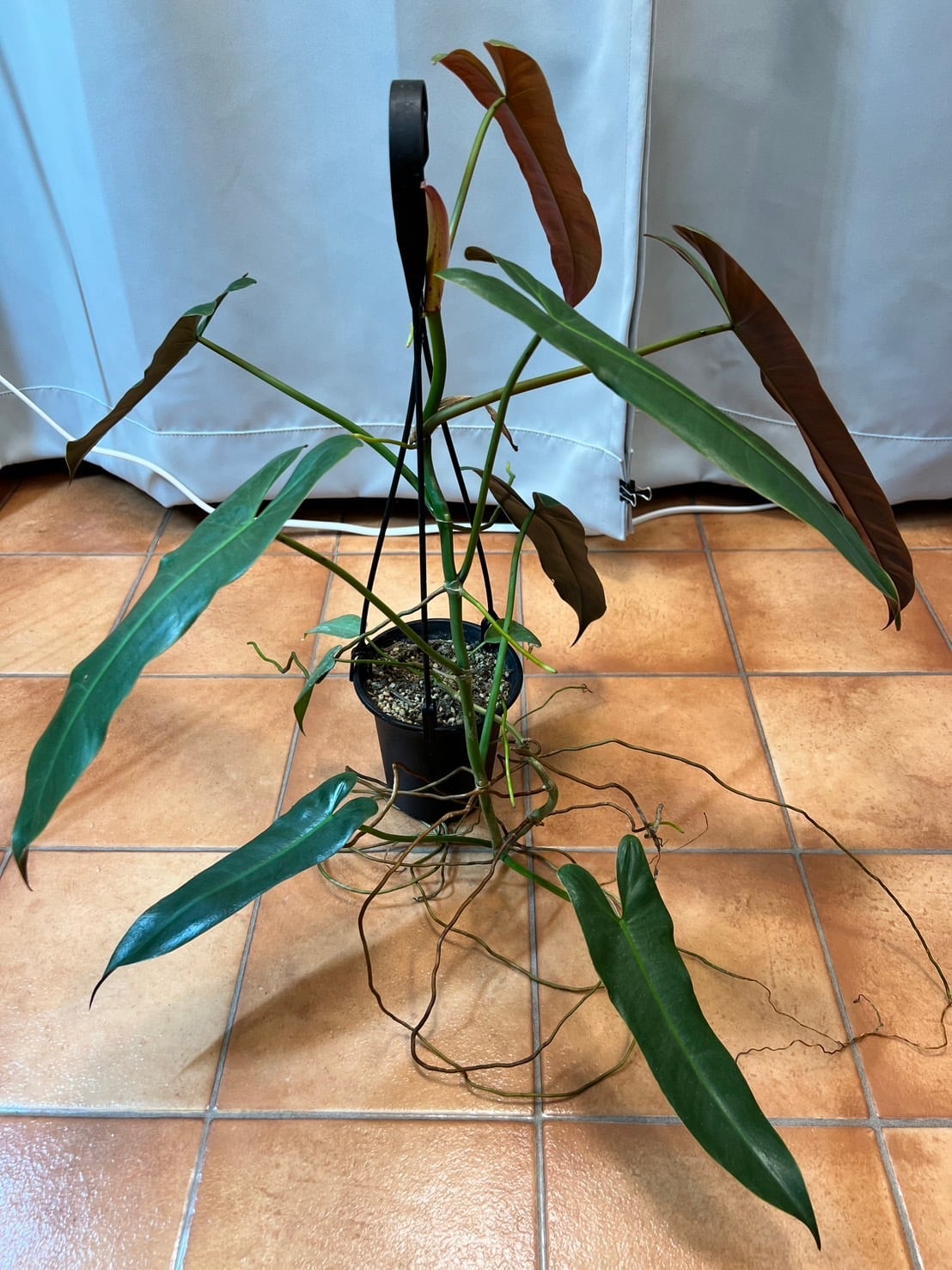 アタバポエンセ 吊り フィロデンドロン 観葉植物 3号 アタバポエンセ 吊り フィロデンドロン 観葉植物 3号