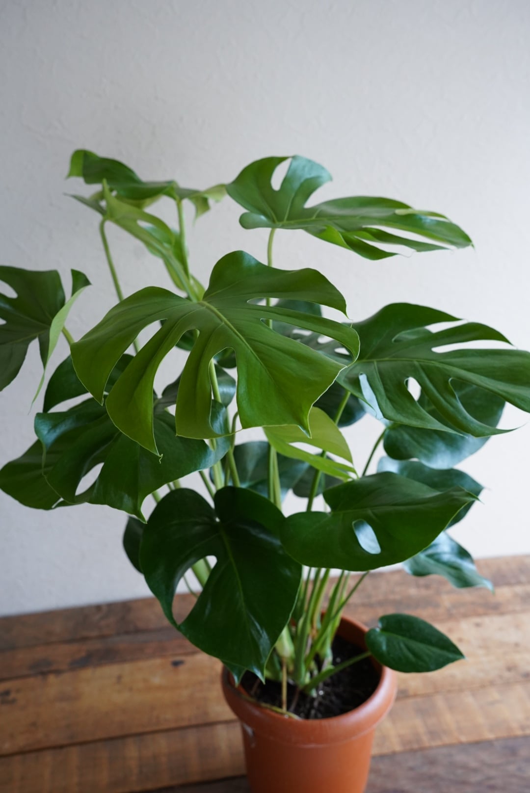 モンステラ デリシオーサ　大型 Amazon｜観葉植物 大型 モンステラ・デリシオーサ（根上がり仕立て