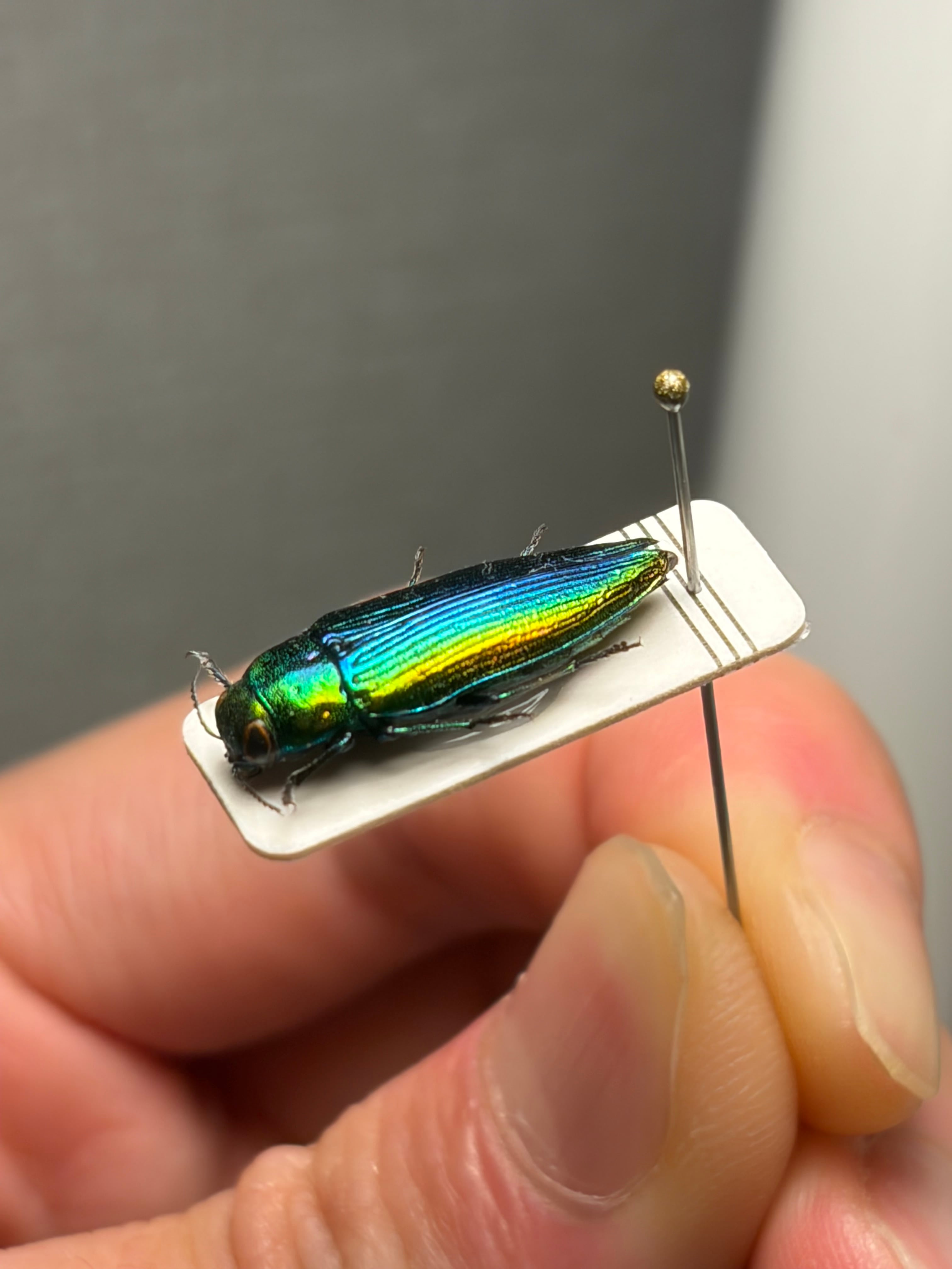 青玉虫最高峰】エゾアオタマムシ 昆虫標本 コブハムシ ハムシ